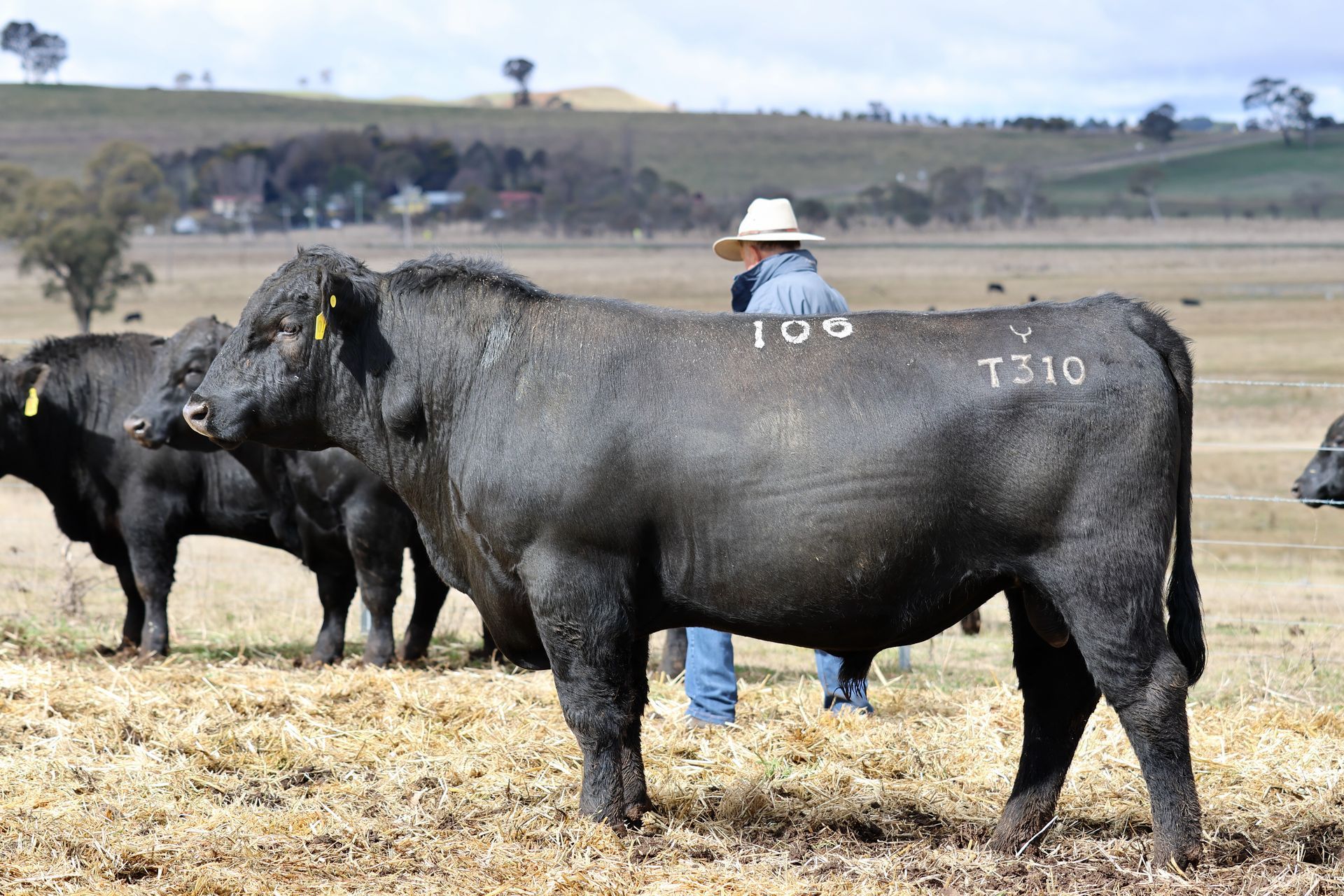 Bald Blair Angus Stud. Bull Sale Tuesday 5th August 2025.