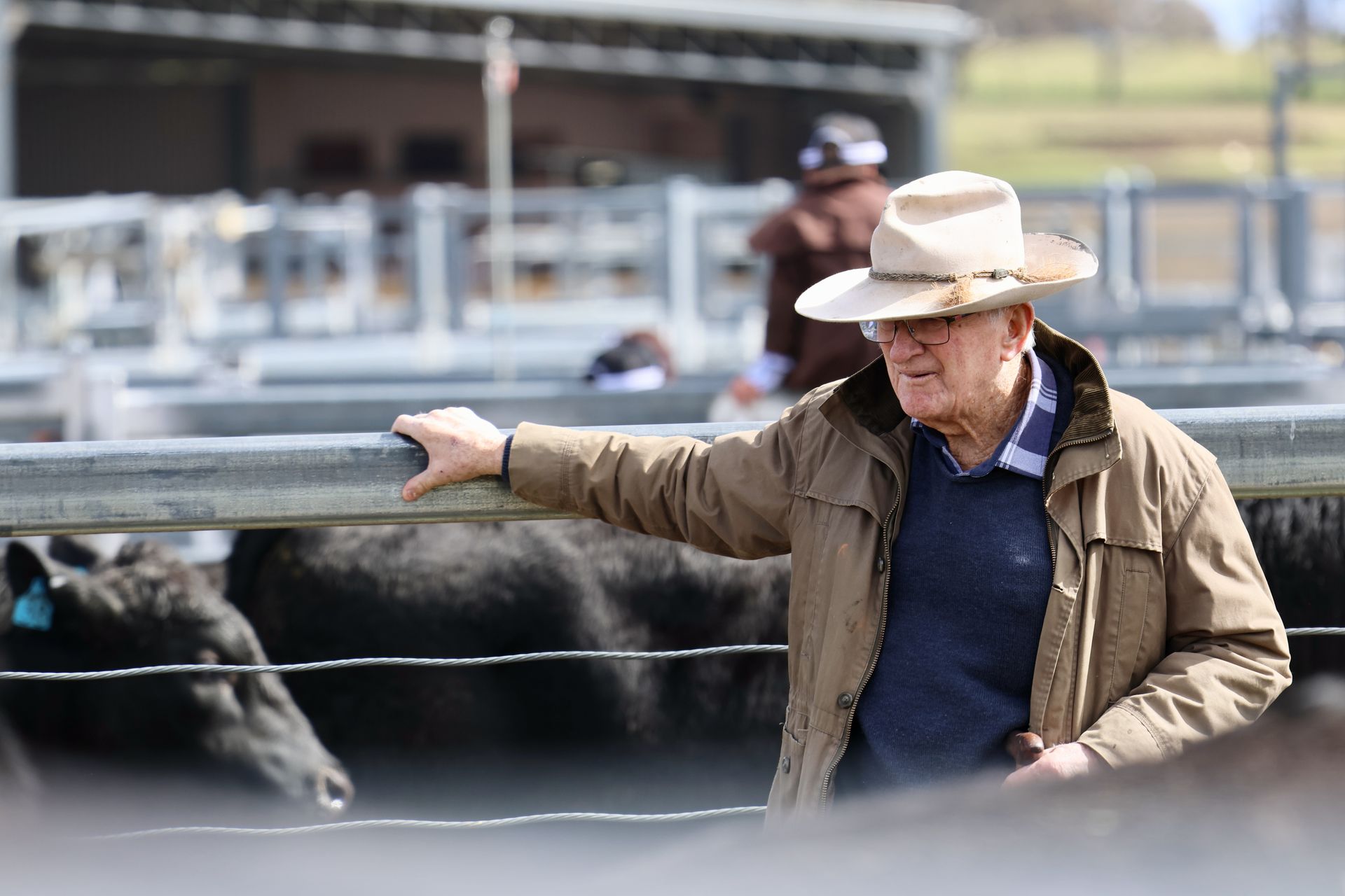 Bald Blair Angus Stud. Bull Sale Tuesday 5th August 2025.
