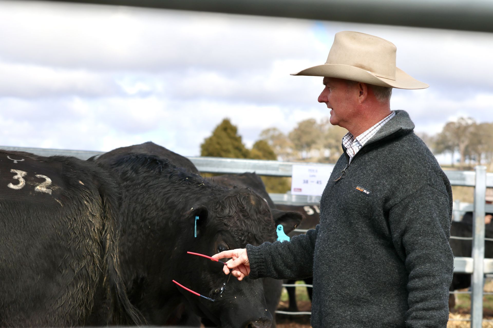 Bald Blair Angus Stud. Bull Sale Tuesday 5th August 2025.