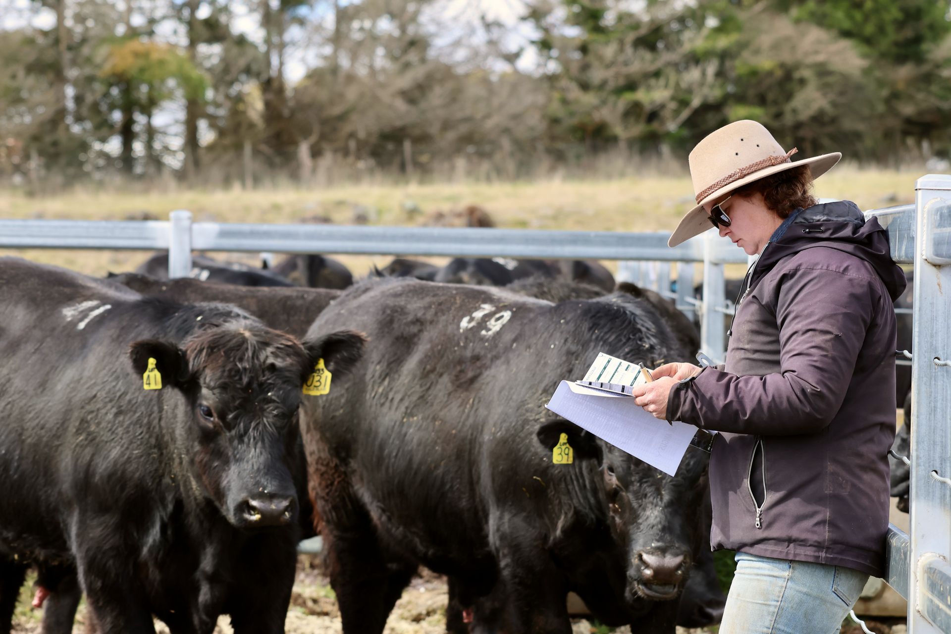 Bald Blair Angus Stud. Bull Sale Tuesday 5th August 2025.