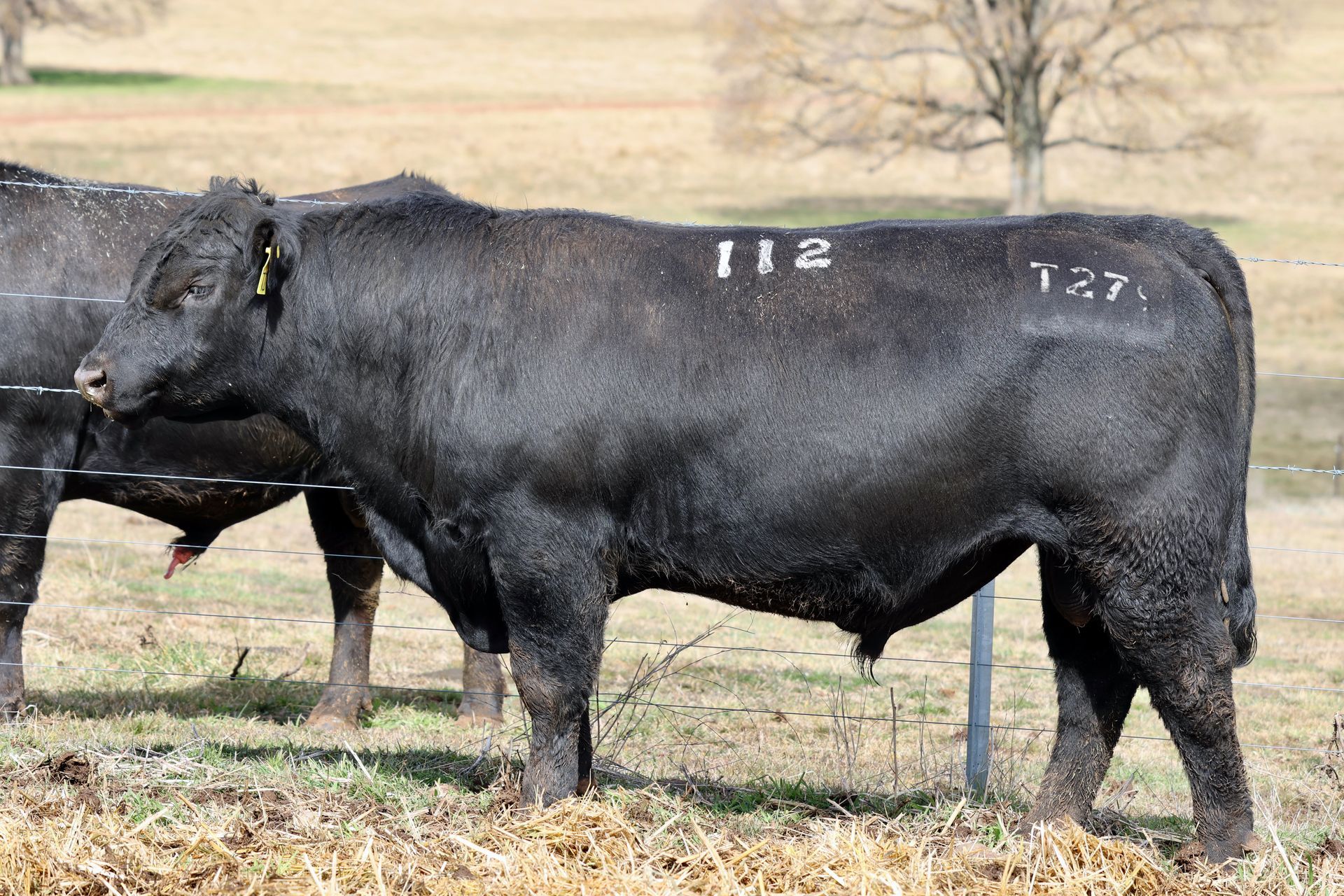 Bald Blair Angus Stud. Bull Sale Tuesday 5th August 2025.