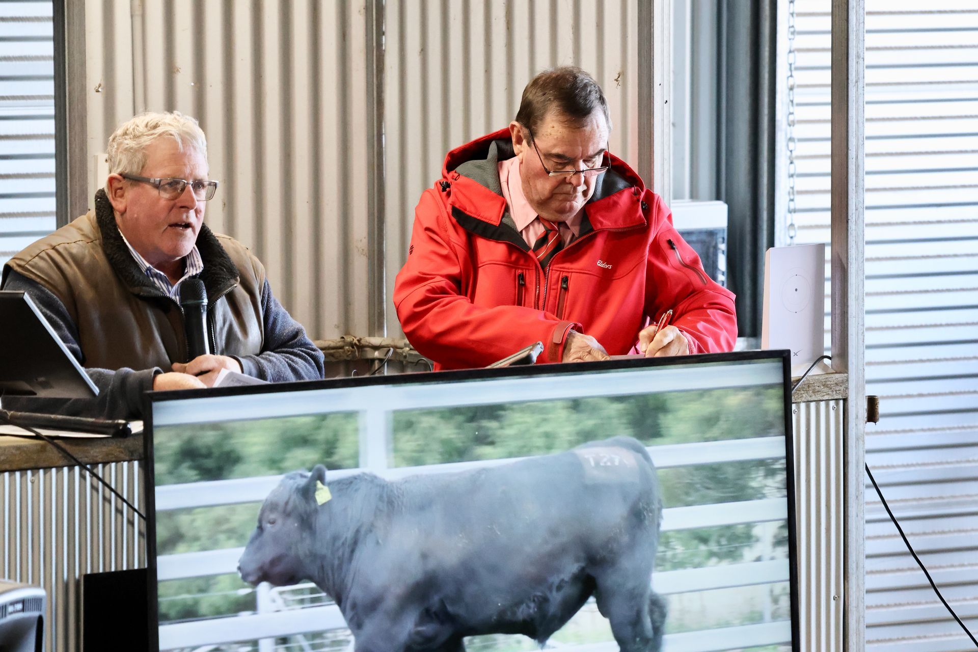 Bald Blair Angus Stud. Bull Sale Tuesday 5th August 2025.