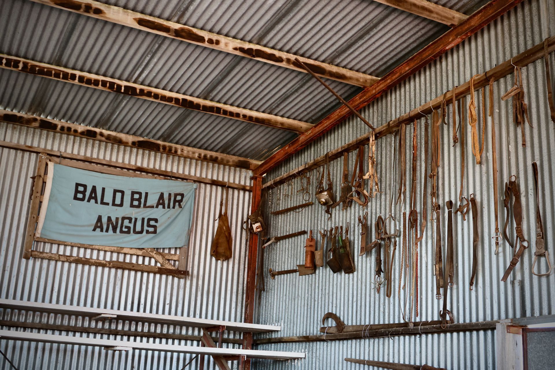 Bald Blair Angus Stud: Bull Sale Tuesday 5th August 2025