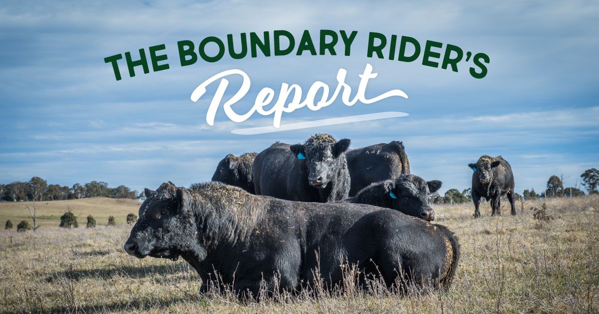 The Boundary Rider's Report
