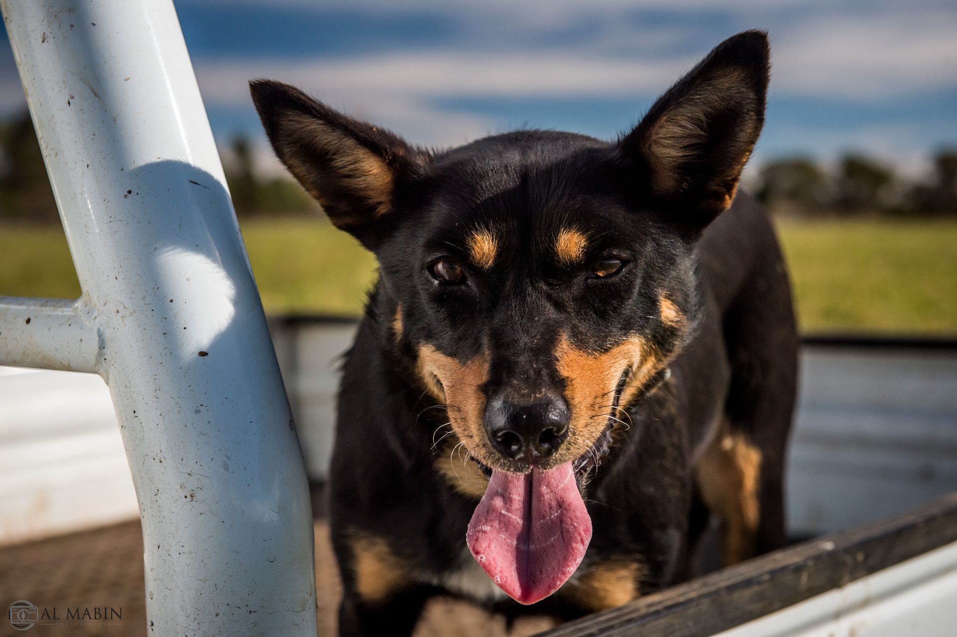 Bald Blair Angus Stud. Bull Sale Tuesday 5th August 2025.