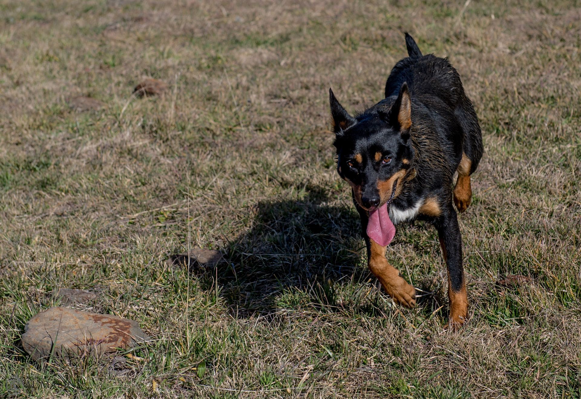 Bald Blair Angus Stud. Bull Sale Tuesday 5th August 2025.