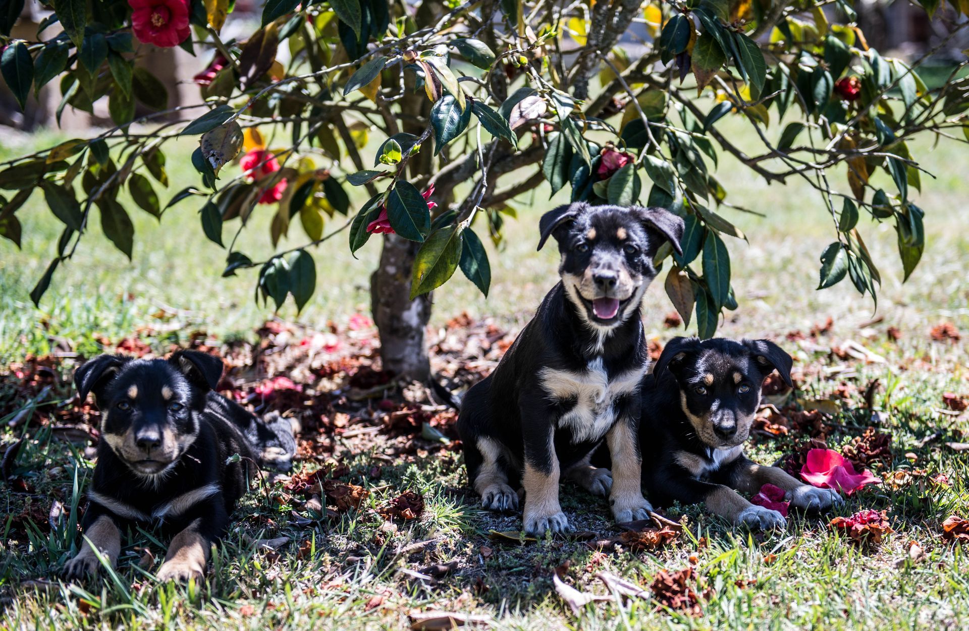 Bald Blair Angus Stud. Bull Sale Tuesday 5th August 2025.