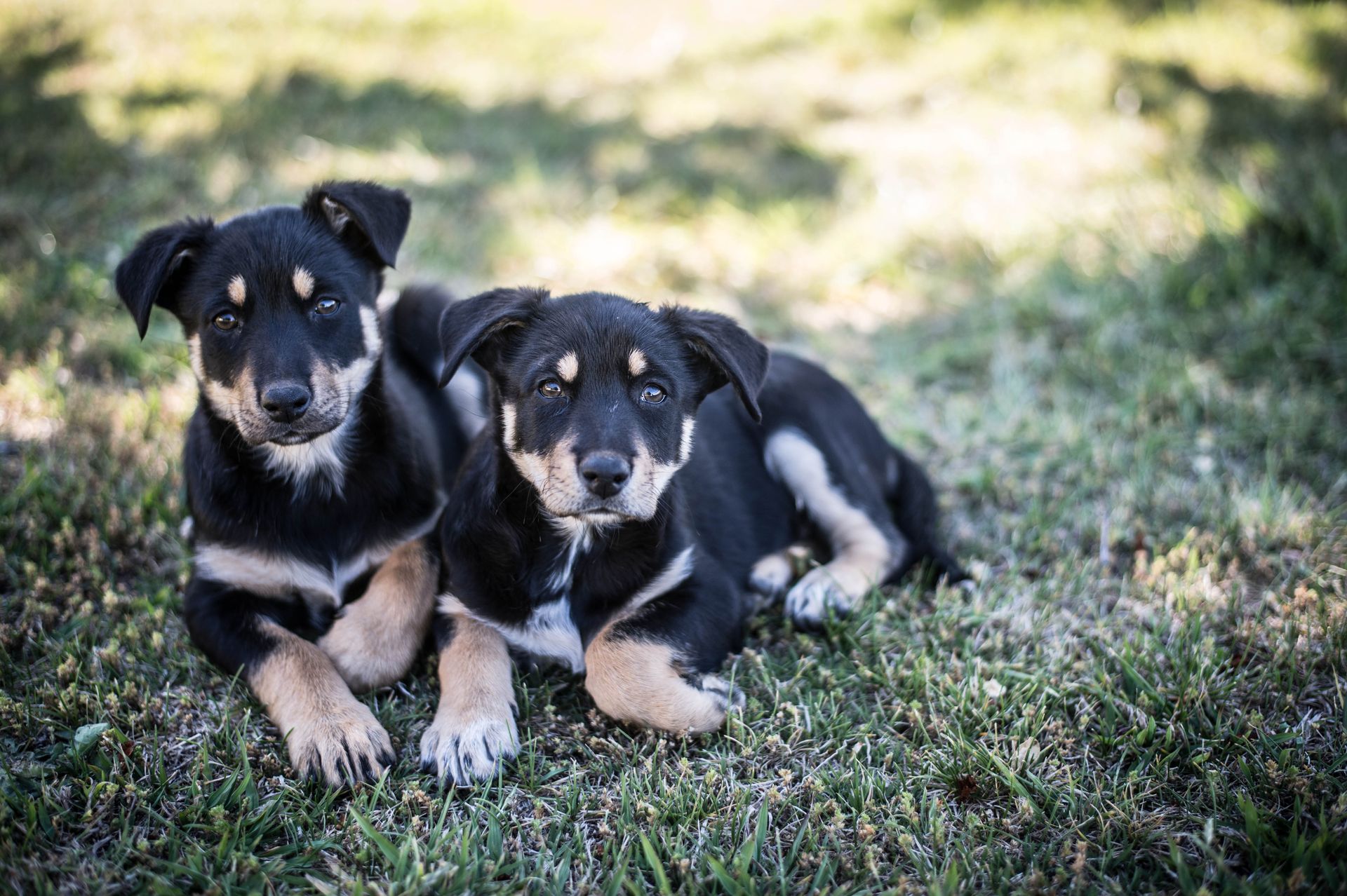 Bald Blair Angus Stud. Bull Sale Tuesday 5th August 2025.