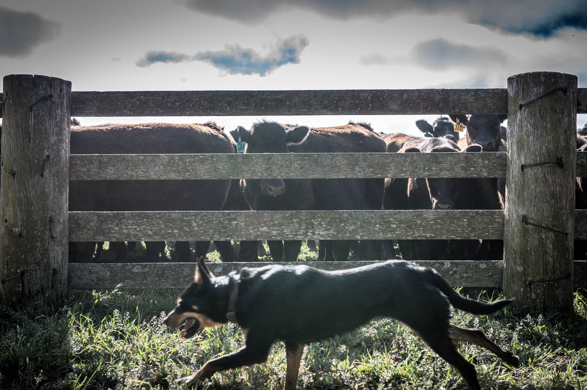 Bald Blair Angus Stud. Bull Sale Tuesday 5th August 2025.