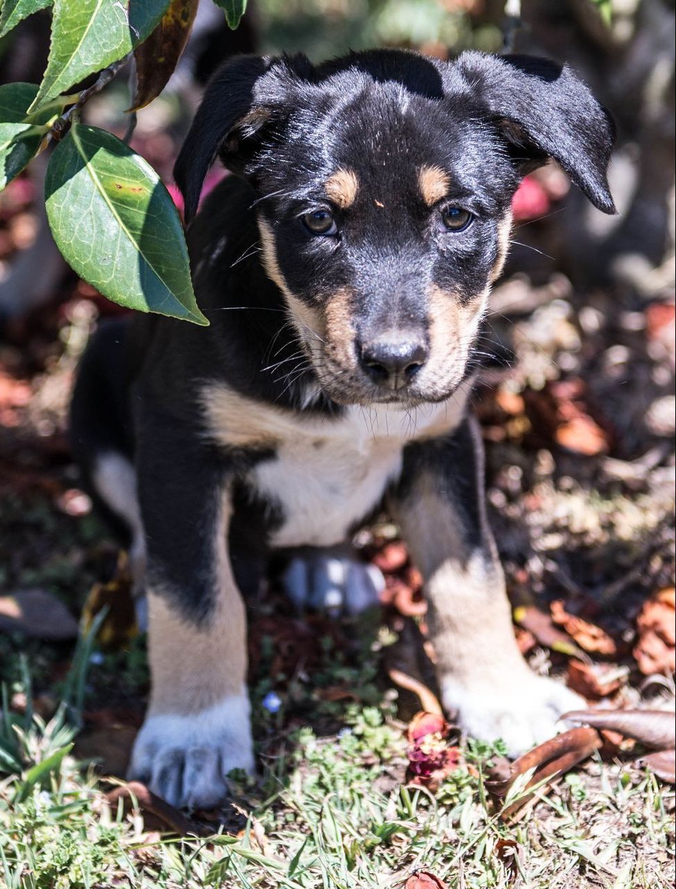 Bald Blair Angus Stud. Bull Sale Tuesday 5th August 2025.