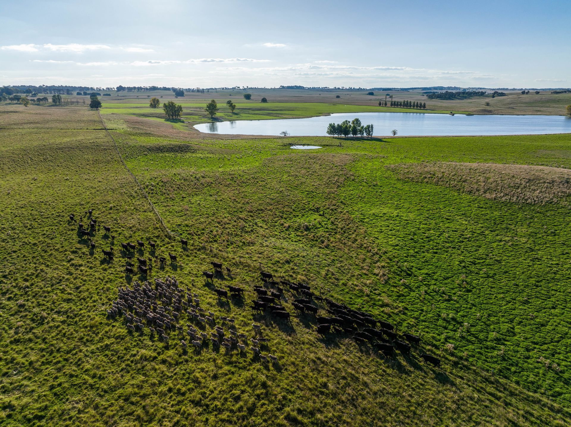 Bald Blair Angus Stud: Bull Sale Tuesday 5th August 2025