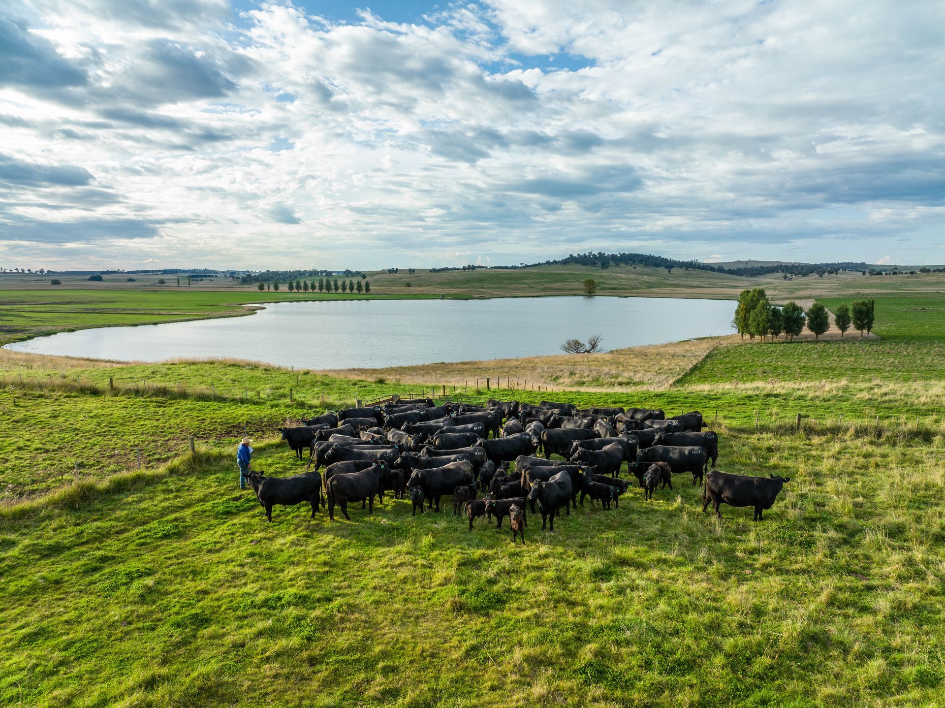 Bald Blair Angus Stud: Bull Sale Tuesday 5th August 2025