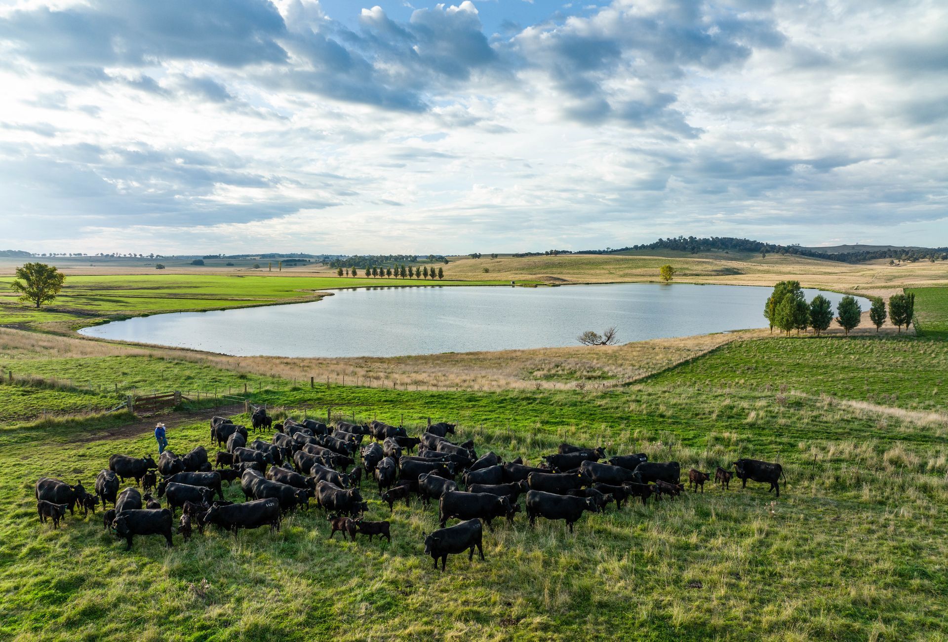 Bald Blair Angus Stud: Bull Sale Tuesday 5th August 2025