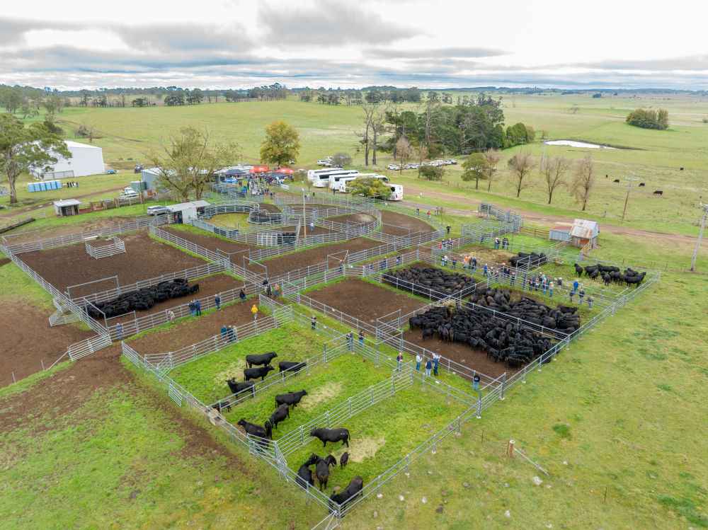 From Angus Forum highlights to bull sale prep, Open Day plans & market updates—click for more