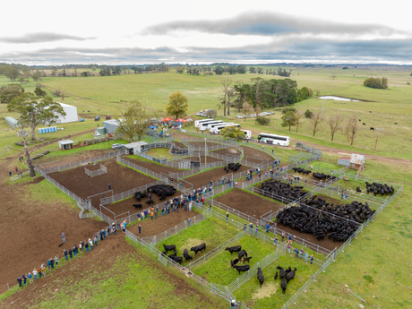 Bald Blair Angus Stud: Bull Sale Tuesday 5th August 2025