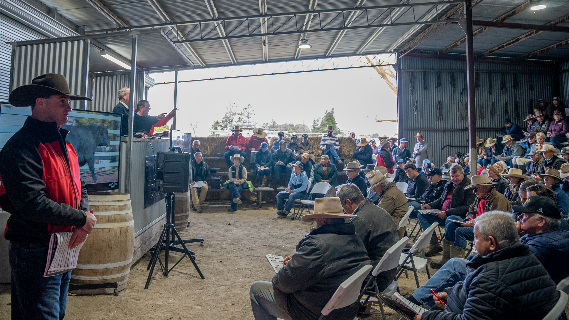 Bald Blair Angus Stud. Bull Sale Tuesday 5th August 2025.