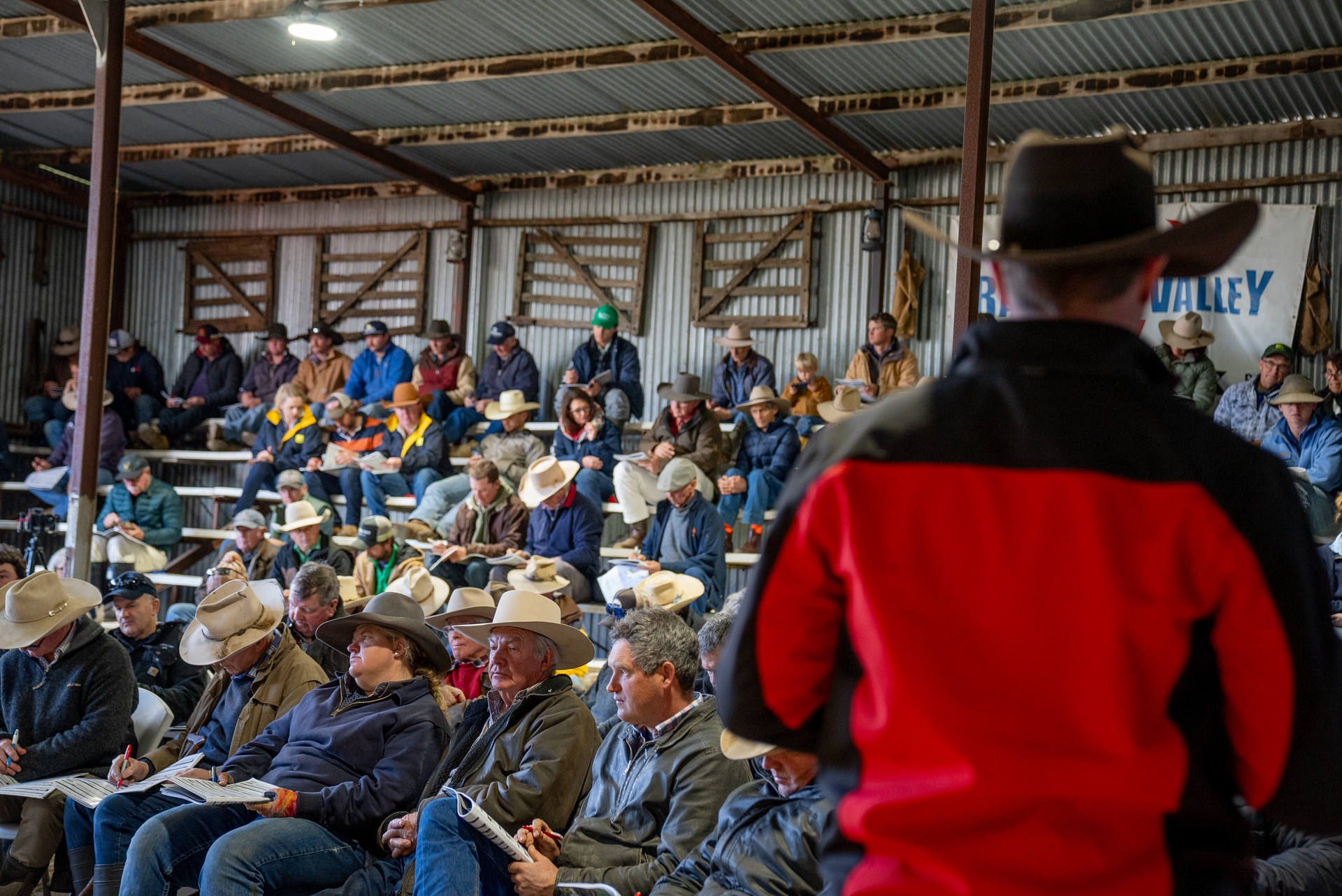 Bald Blair Angus Stud. Bull Sale Tuesday 5th August 2025.
