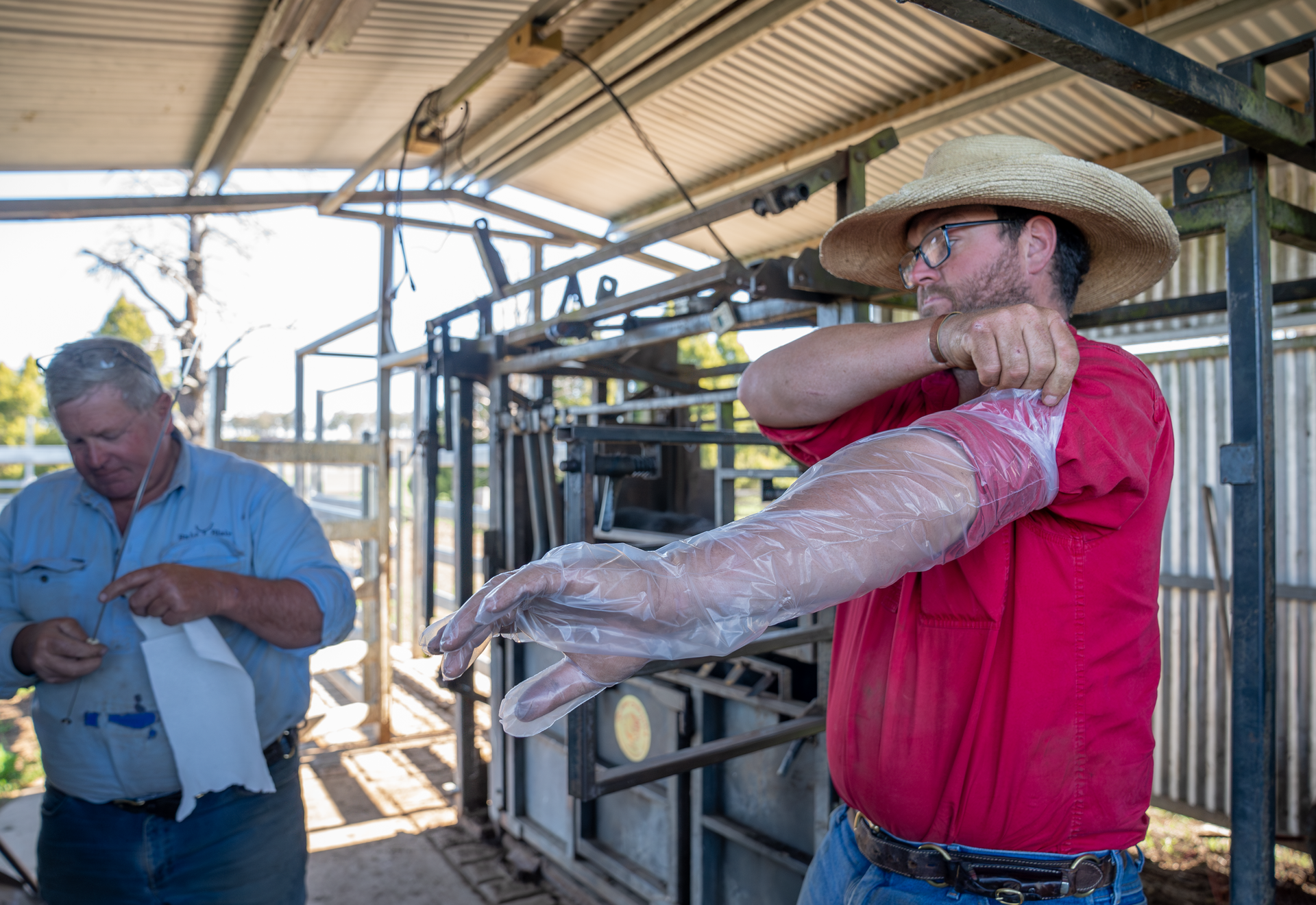 Bald Blair Angus Stud. Bull Sale Tuesday 5th August 2025.