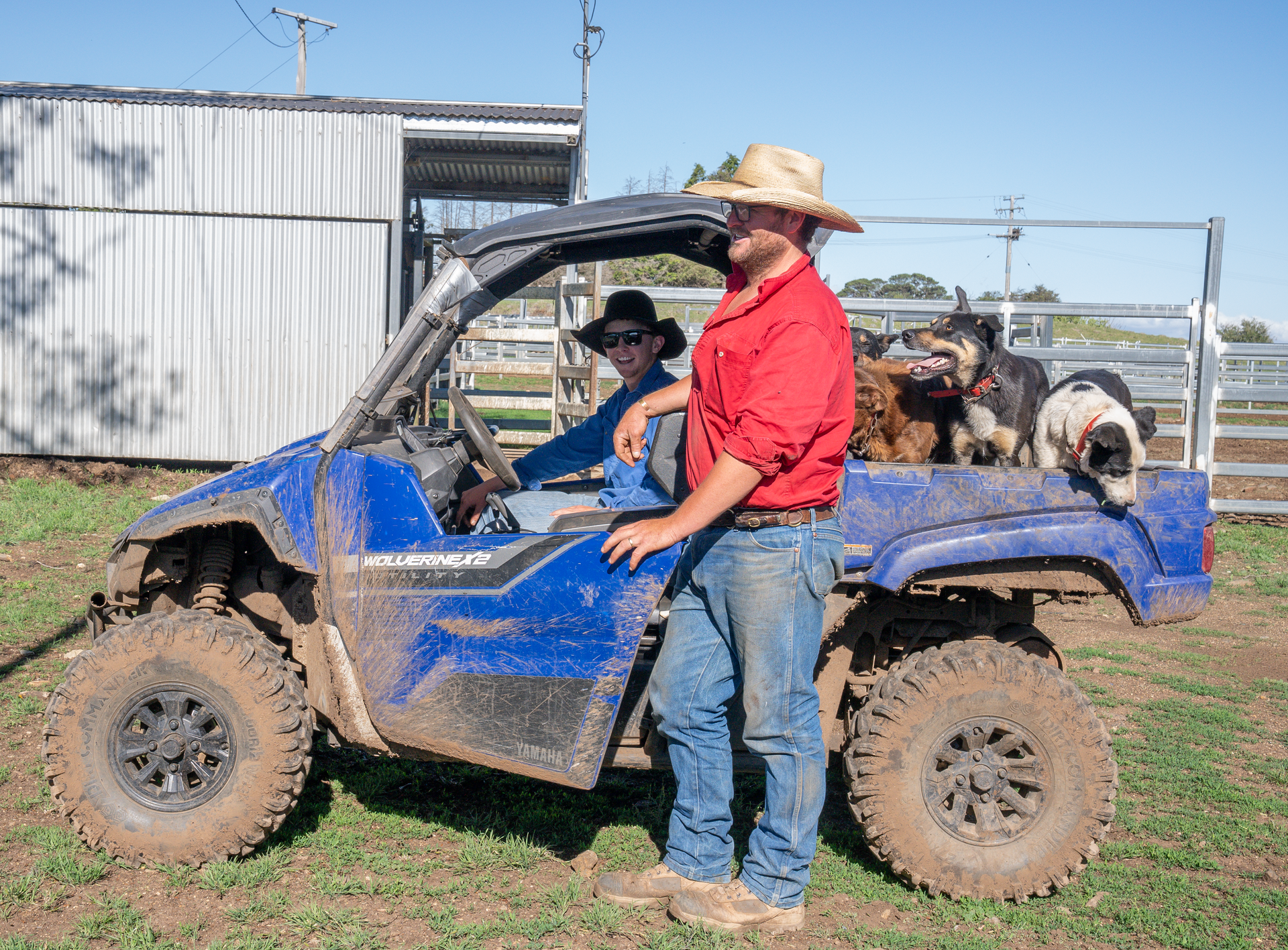 Bald Blair Angus Stud. Bull Sale Tuesday 5th August 2025.