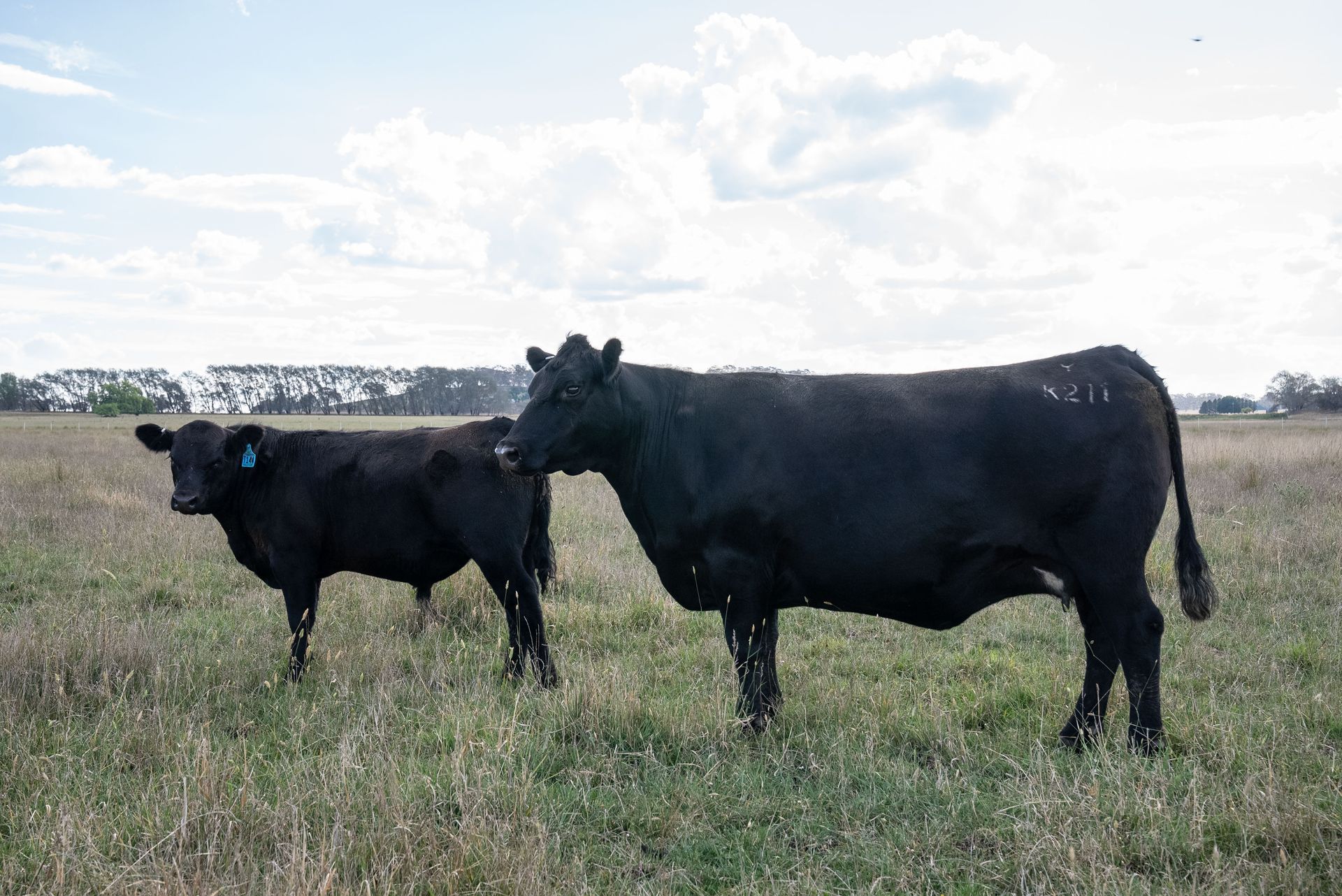 Bald Blair Angus Stud. Bull Sale Tuesday 5th August 2025.