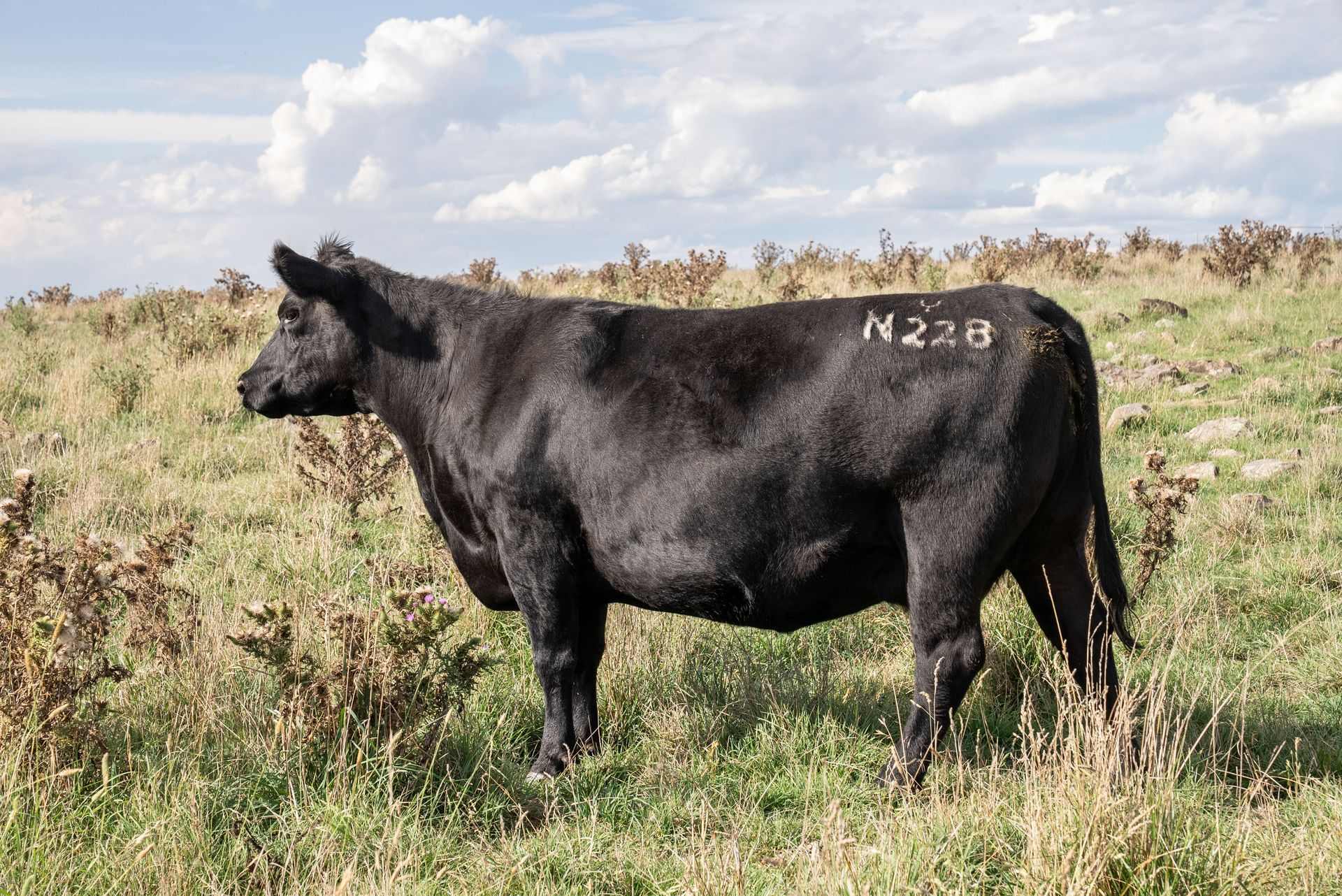 Bald Blair Angus Stud. Bull Sale Tuesday 5th August 2025.