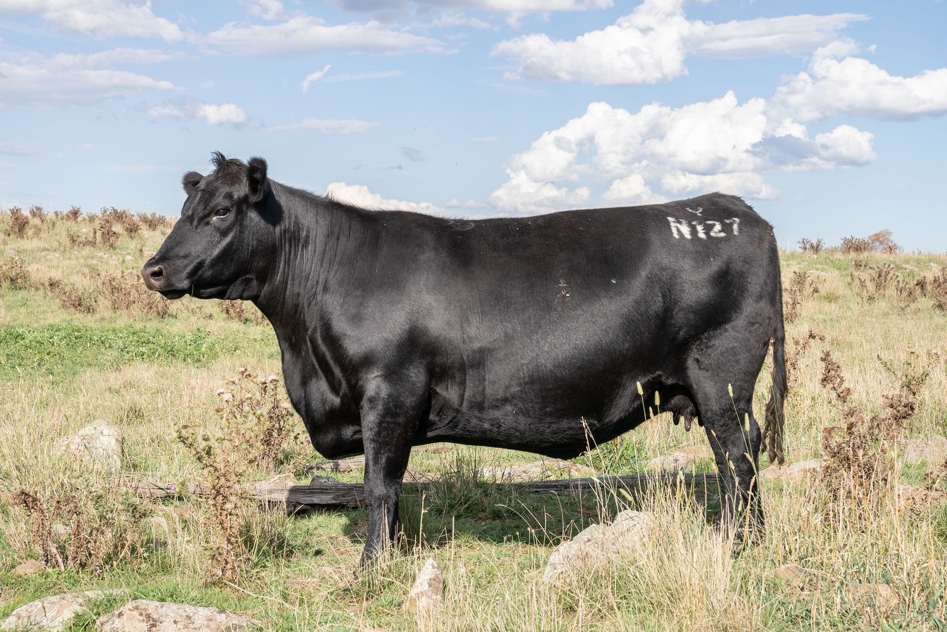 Bald Blair Angus Stud. Bull Sale Tuesday 5th August 2025.