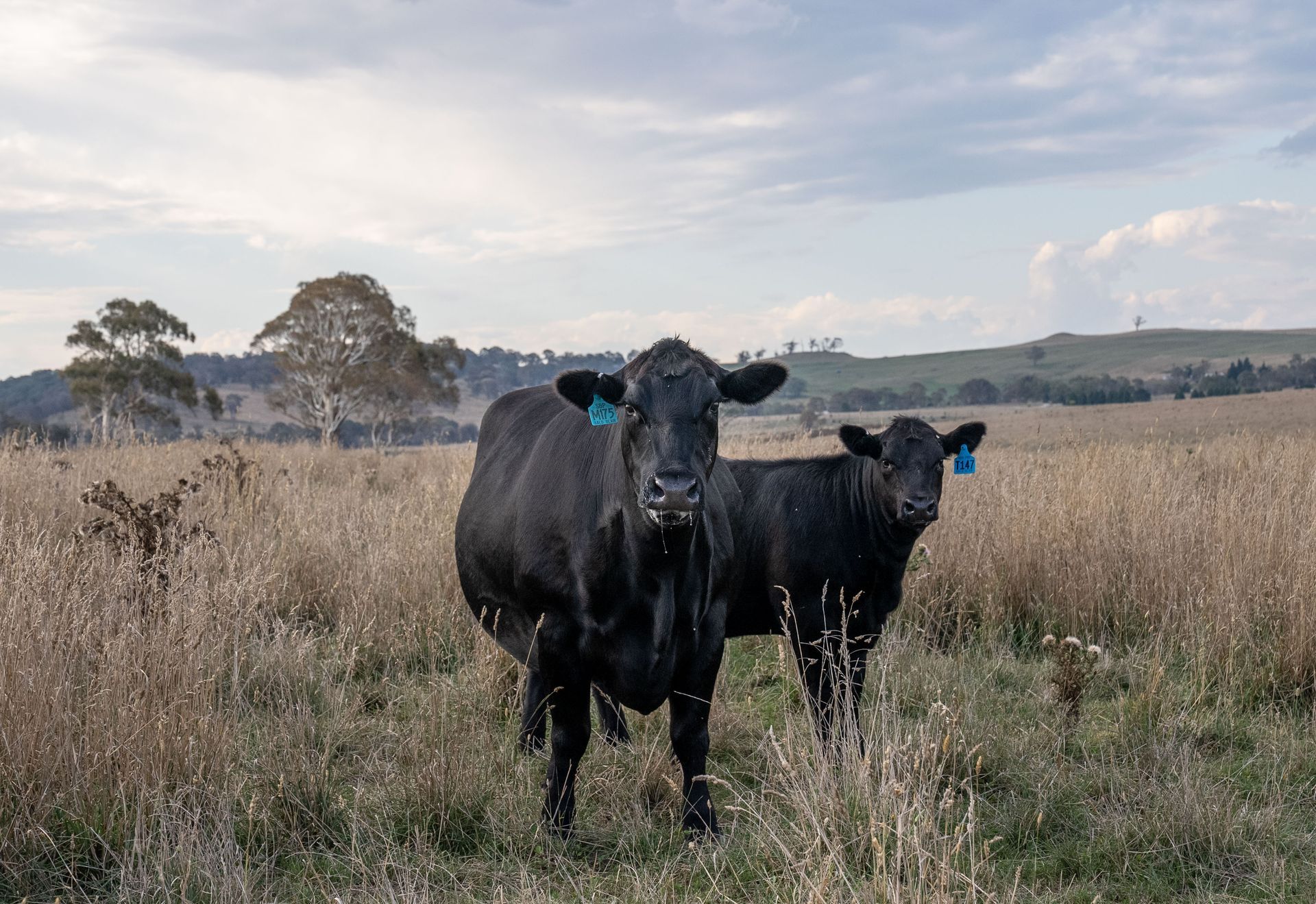 Bald Blair Angus Stud. Bull Sale Tuesday 5th August 2025.