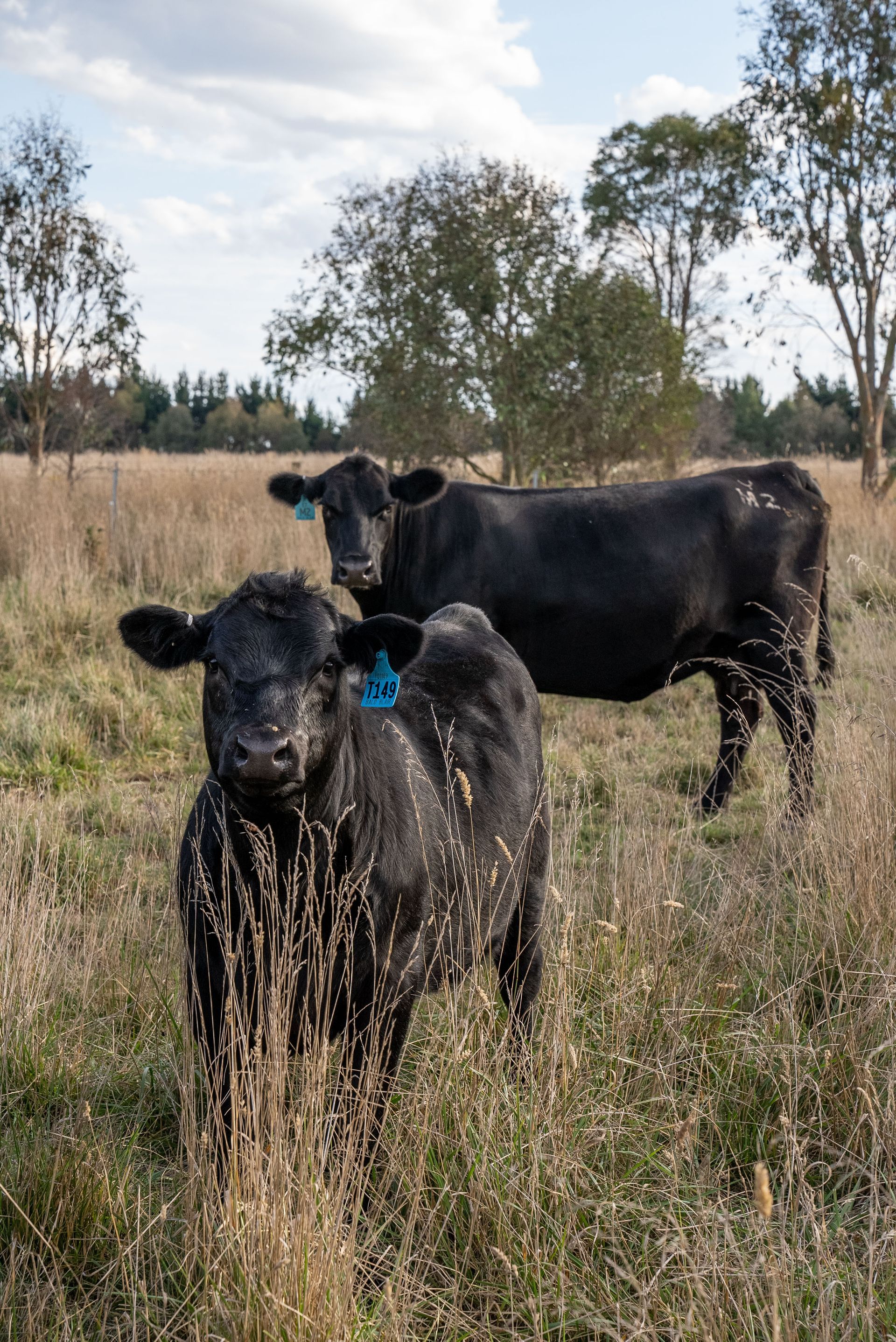 Bald Blair Angus Stud. Bull Sale Tuesday 5th August 2025.