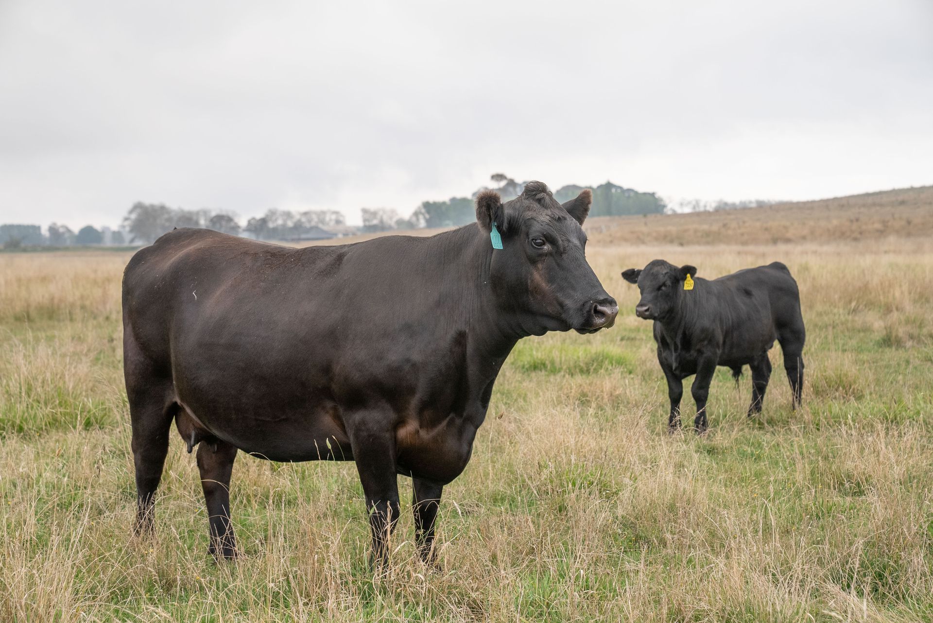 Bald Blair Angus Stud. Bull Sale Tuesday 5th August 2025.