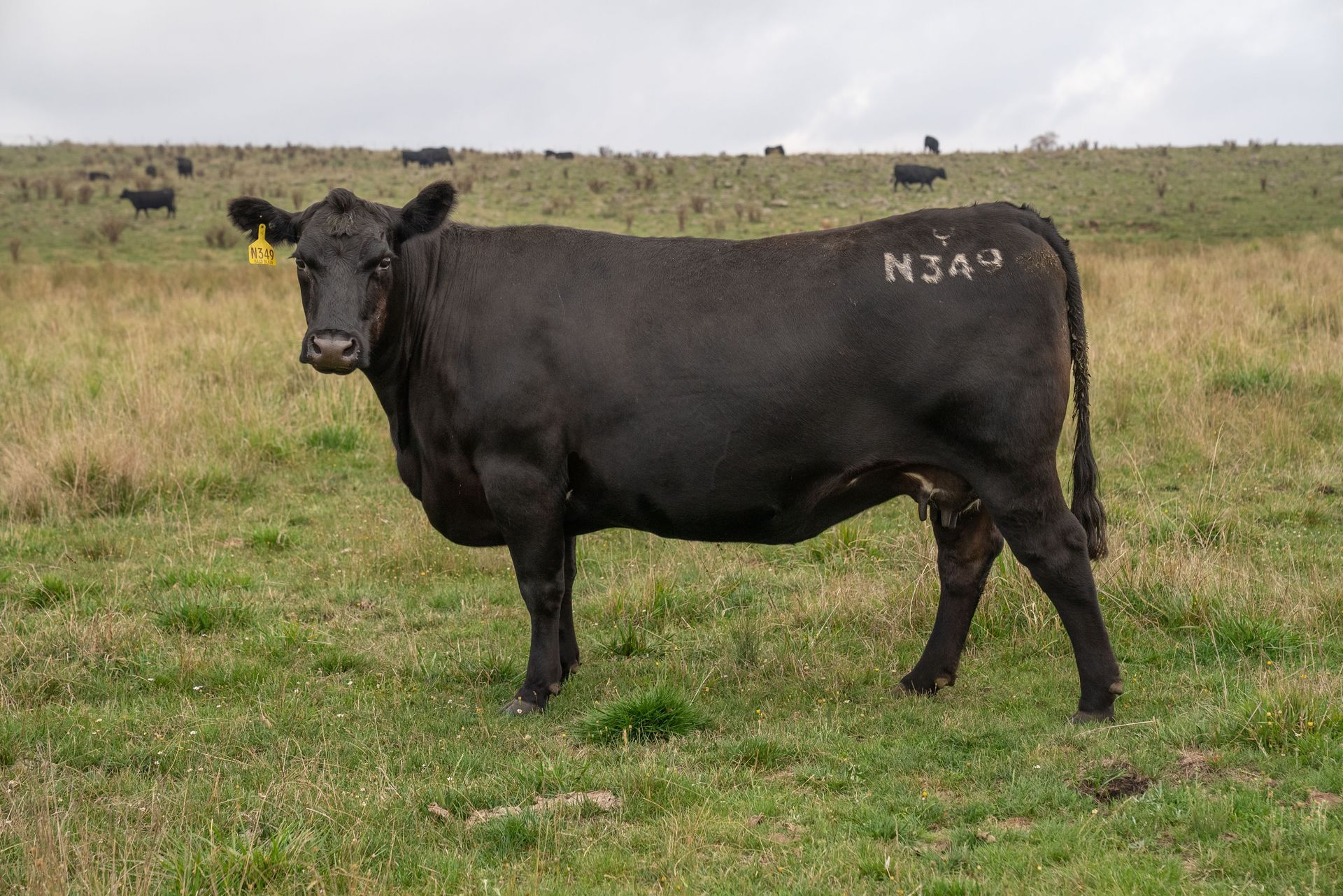 Bald Blair Angus Stud. Bull Sale Tuesday 5th August 2025.