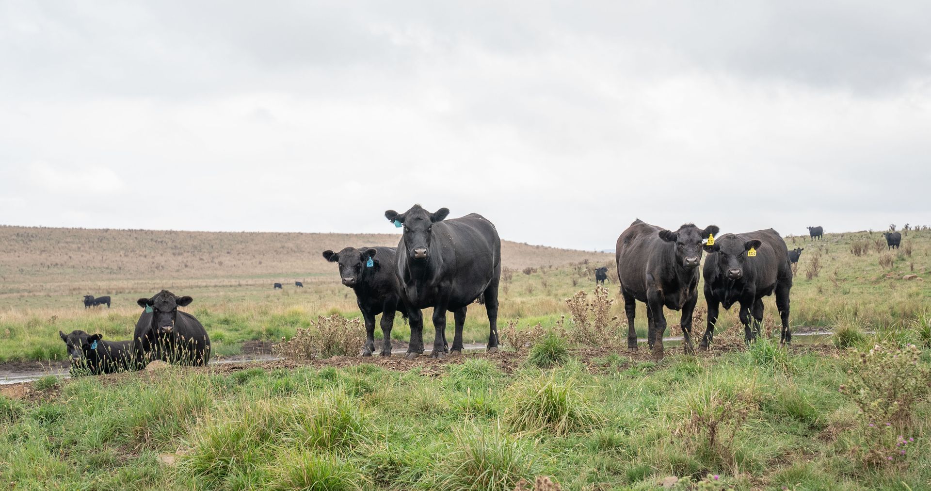 🚜 February Boundary Rider’s Report: Team updates, 🌧️ rain results, 🐂 sales dates, farm news, and 