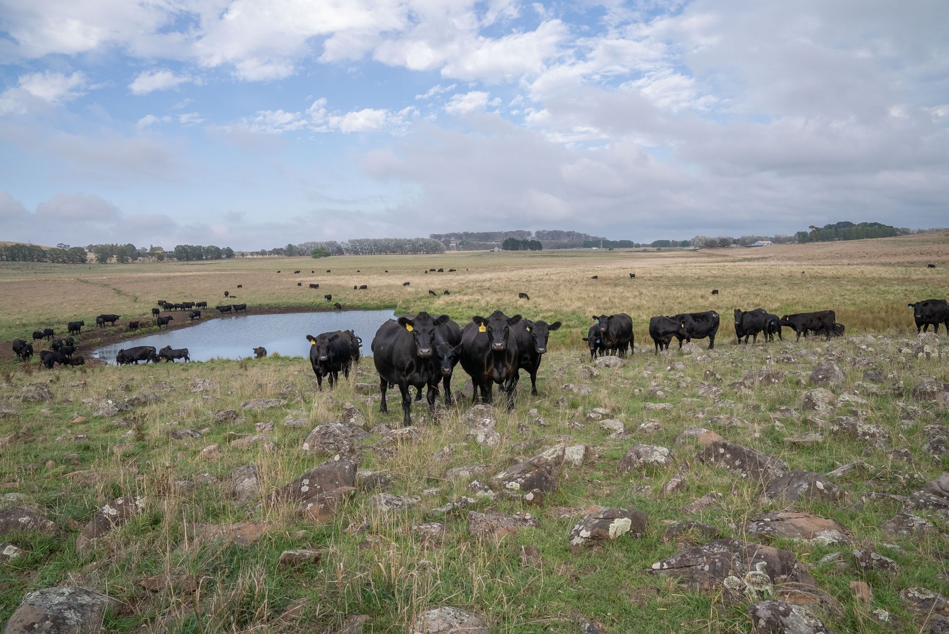 Bald Blair Angus Stud. Bull Sale Tuesday 5th August 2025.