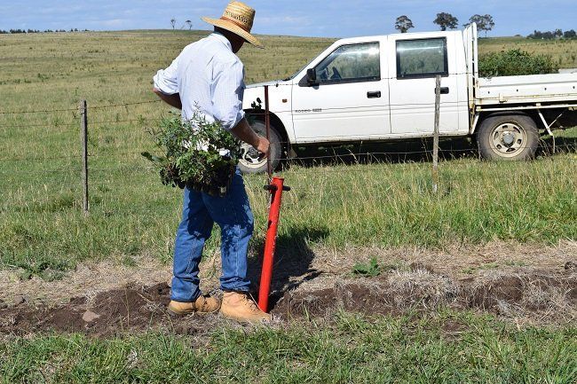 Bald Blair Nathan N112 (SV)