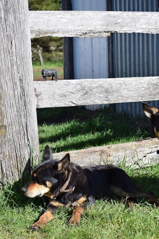 Kelpie Working Dog