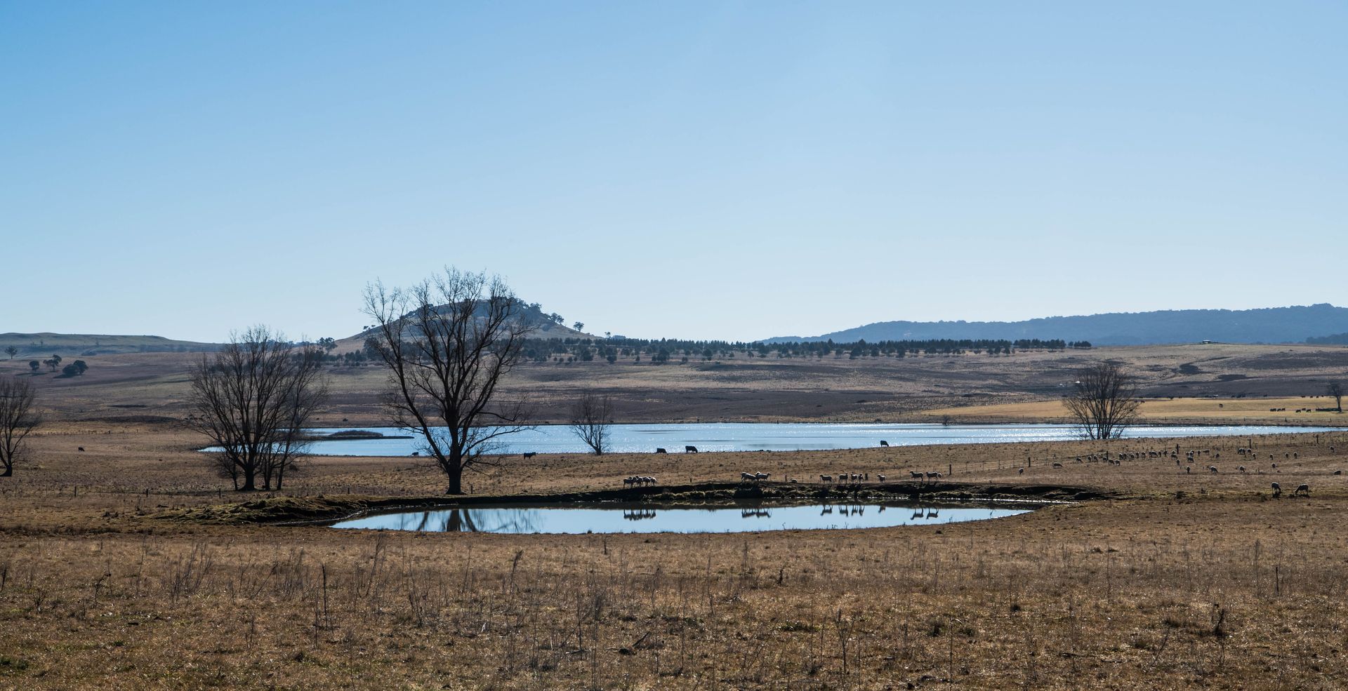 Bald Blair Angus Stud: Bull Sale Tuesday 5th August 2025