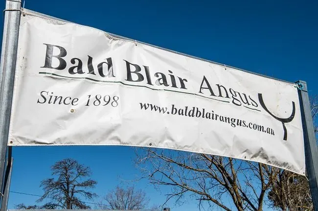 Bald Blair Angus