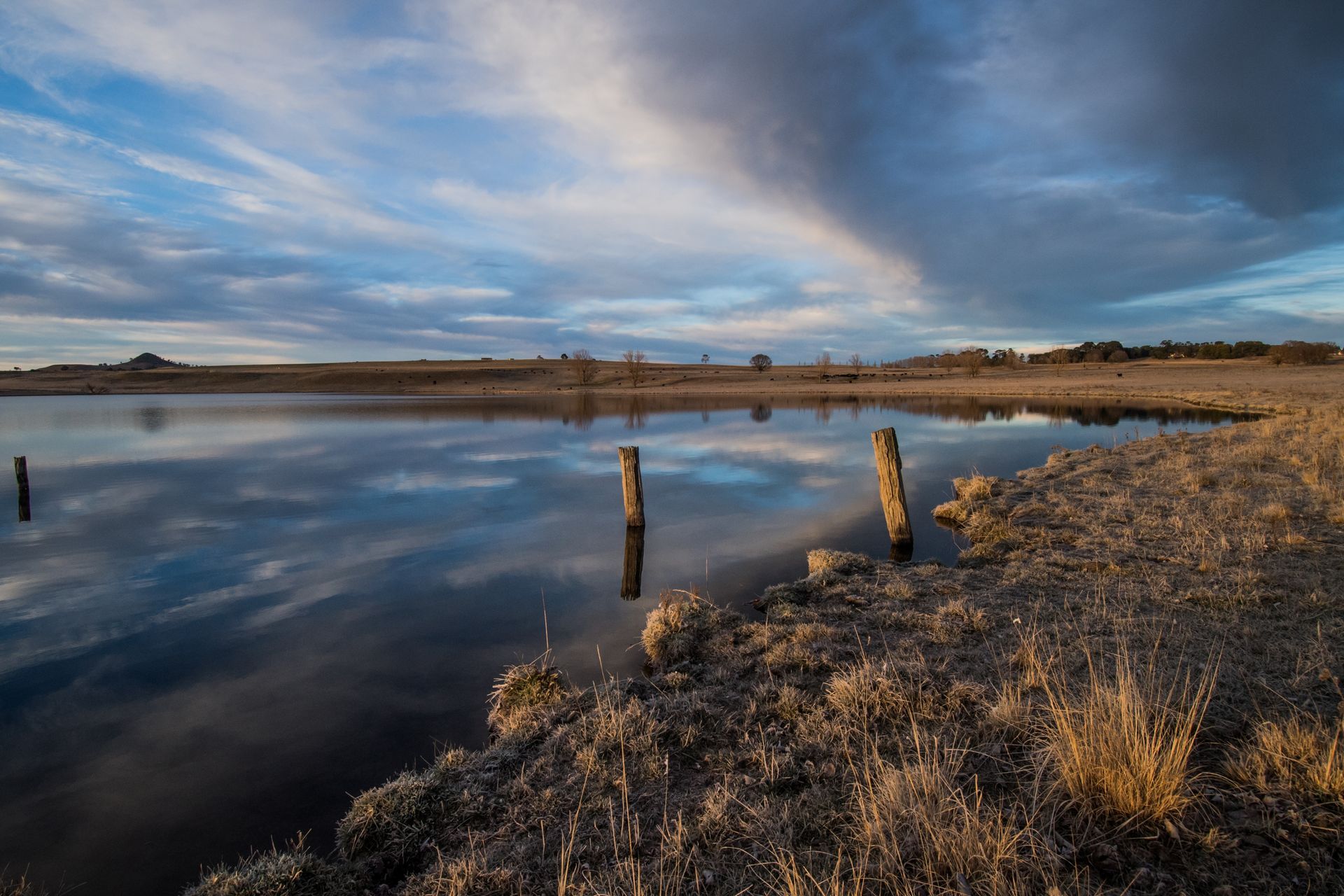 Bald Blair Angus Stud: Bull Sale Tuesday 5th August 2025