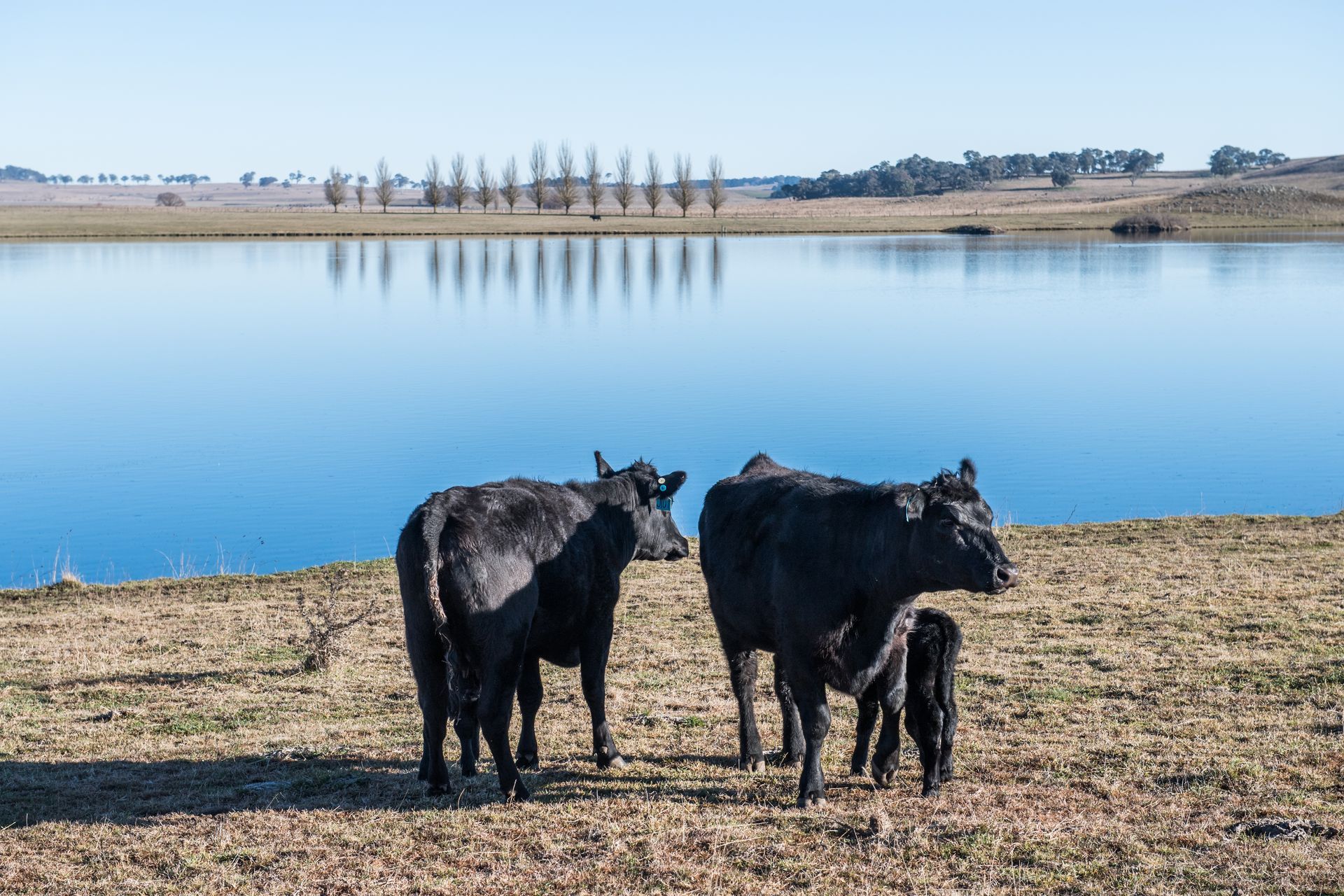 Bald Blair Angus Stud: Bull Sale Tuesday 5th August 2025