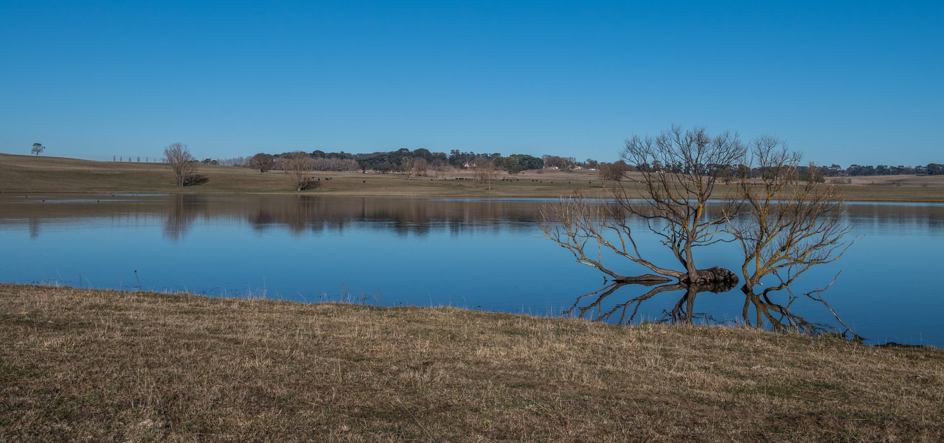 Bald Blair Angus Stud: Bull Sale Tuesday 5th August 2025