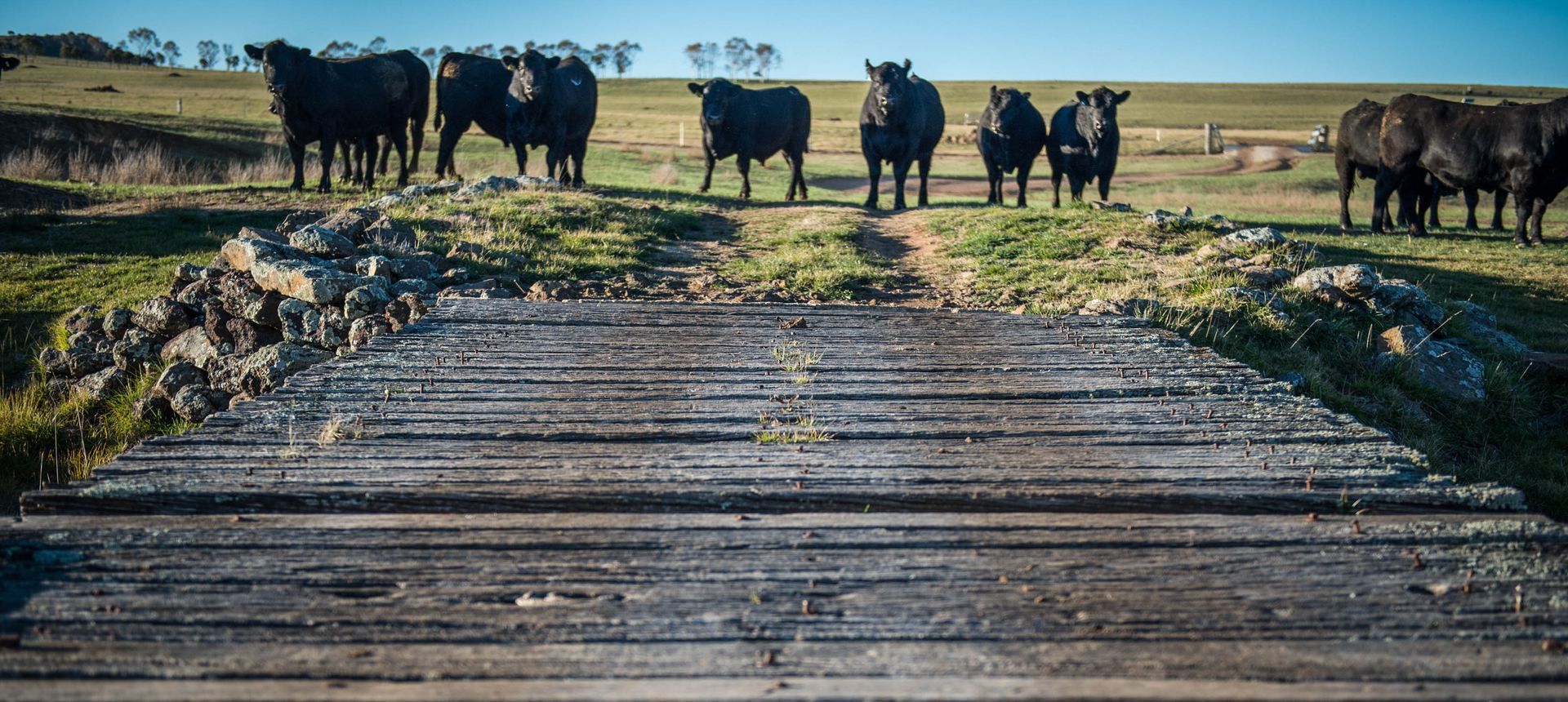 🌟 January Update: 🏖️ NZ Adventures, 🌦️ La Niña Prep, 🐑 Lamb Sales, 🐄 Calving, 🌾 Hay Cutting, 