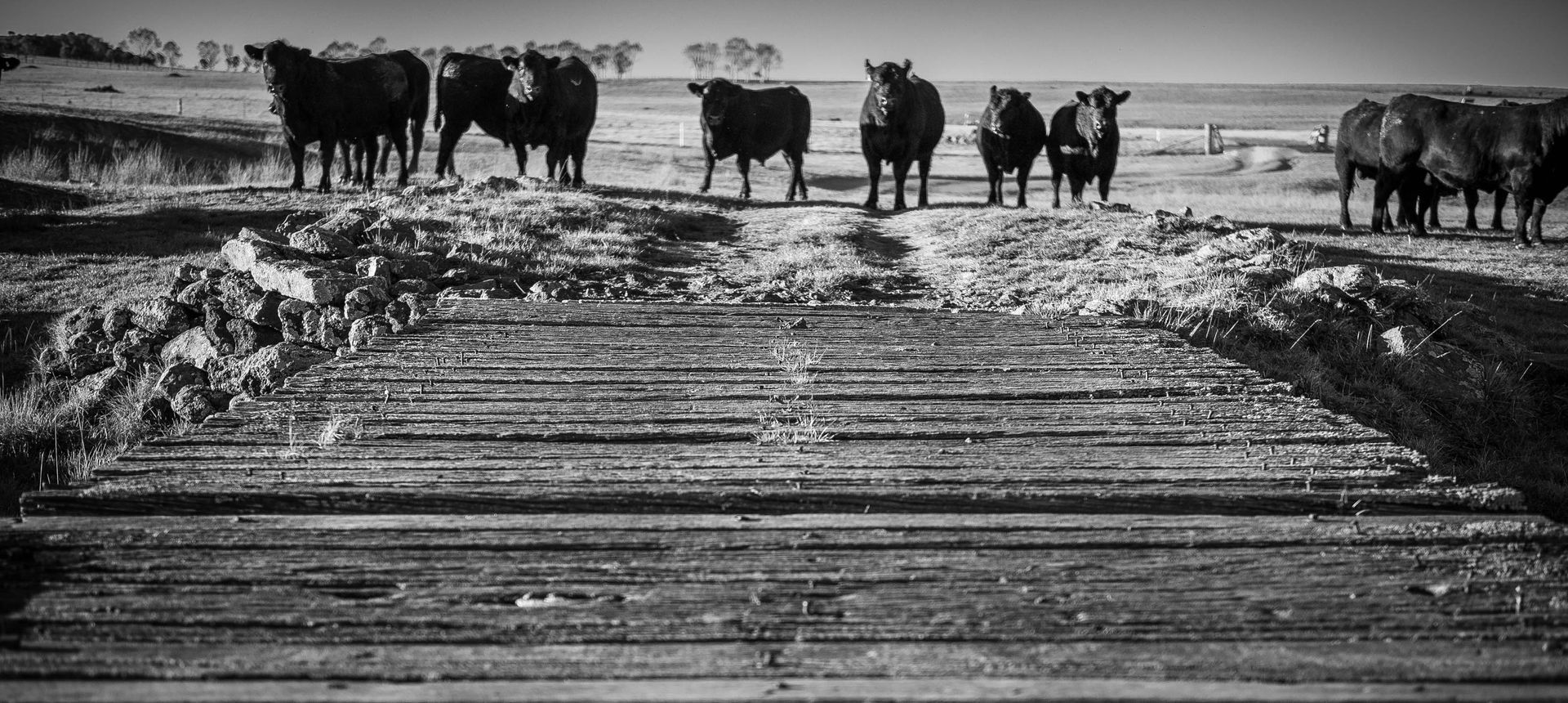 Bald Blair Angus Stud: Bull Sale Tuesday 5th August 2025