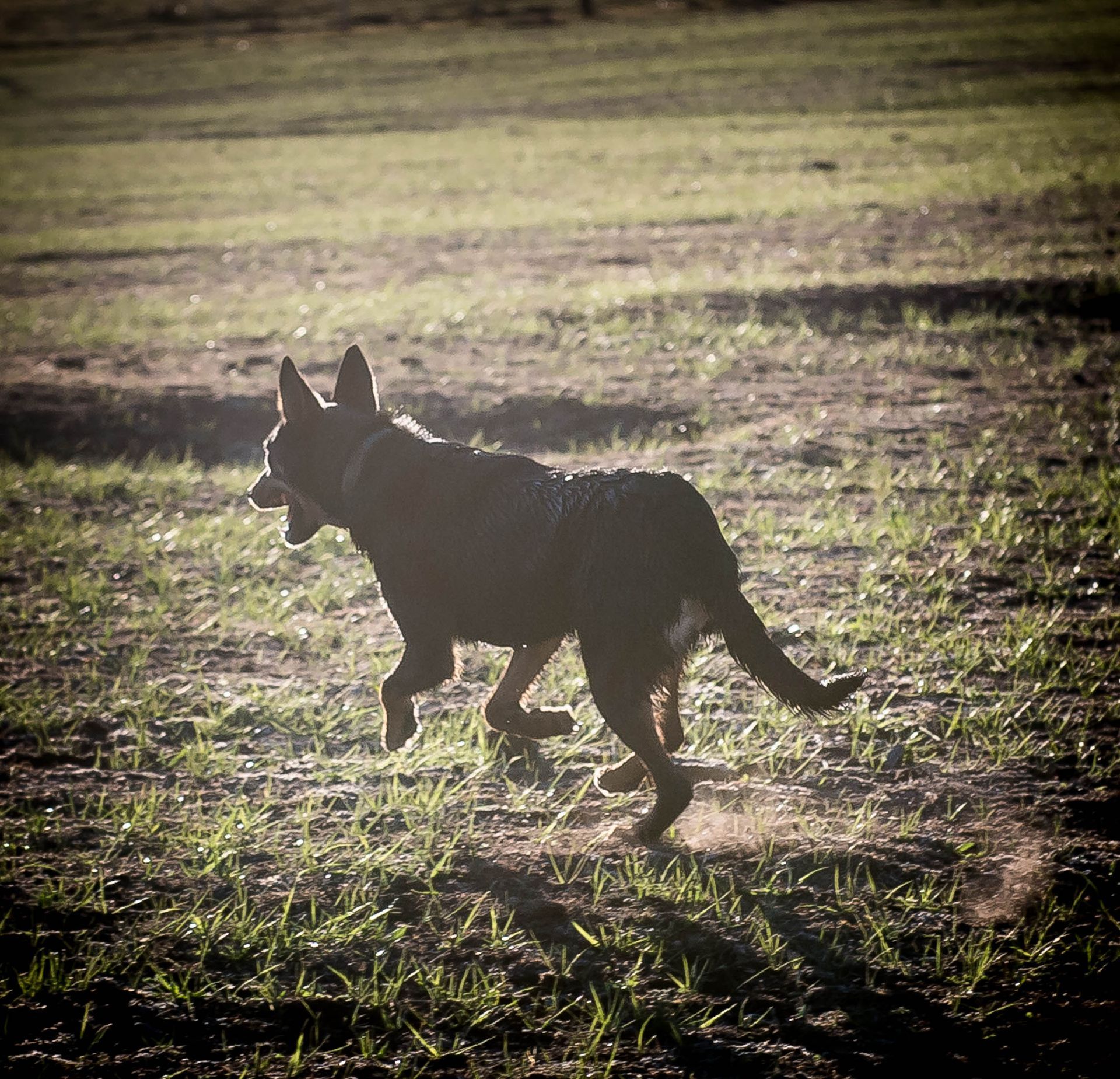 Bald Blair Angus Stud. Bull Sale Tuesday 5th August 2025.