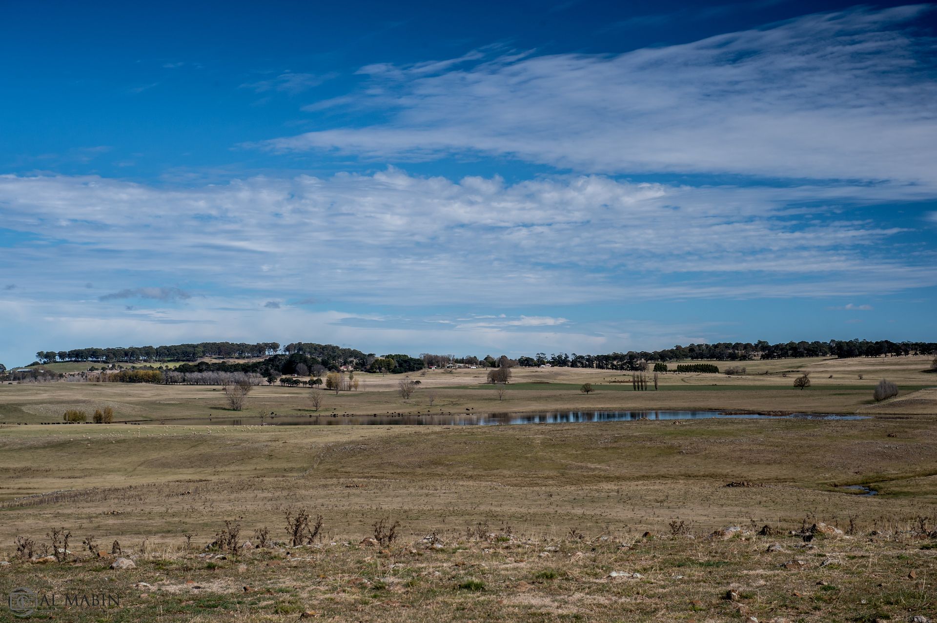 Bald Blair Angus Stud: Bull Sale Tuesday 5th August 2025