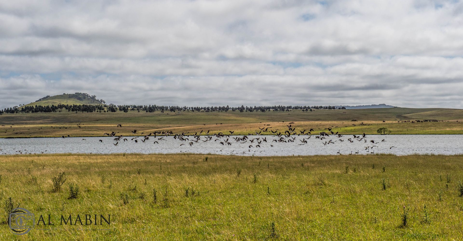 Bald Blair Angus Stud: Bull Sale Tuesday 5th August 2025