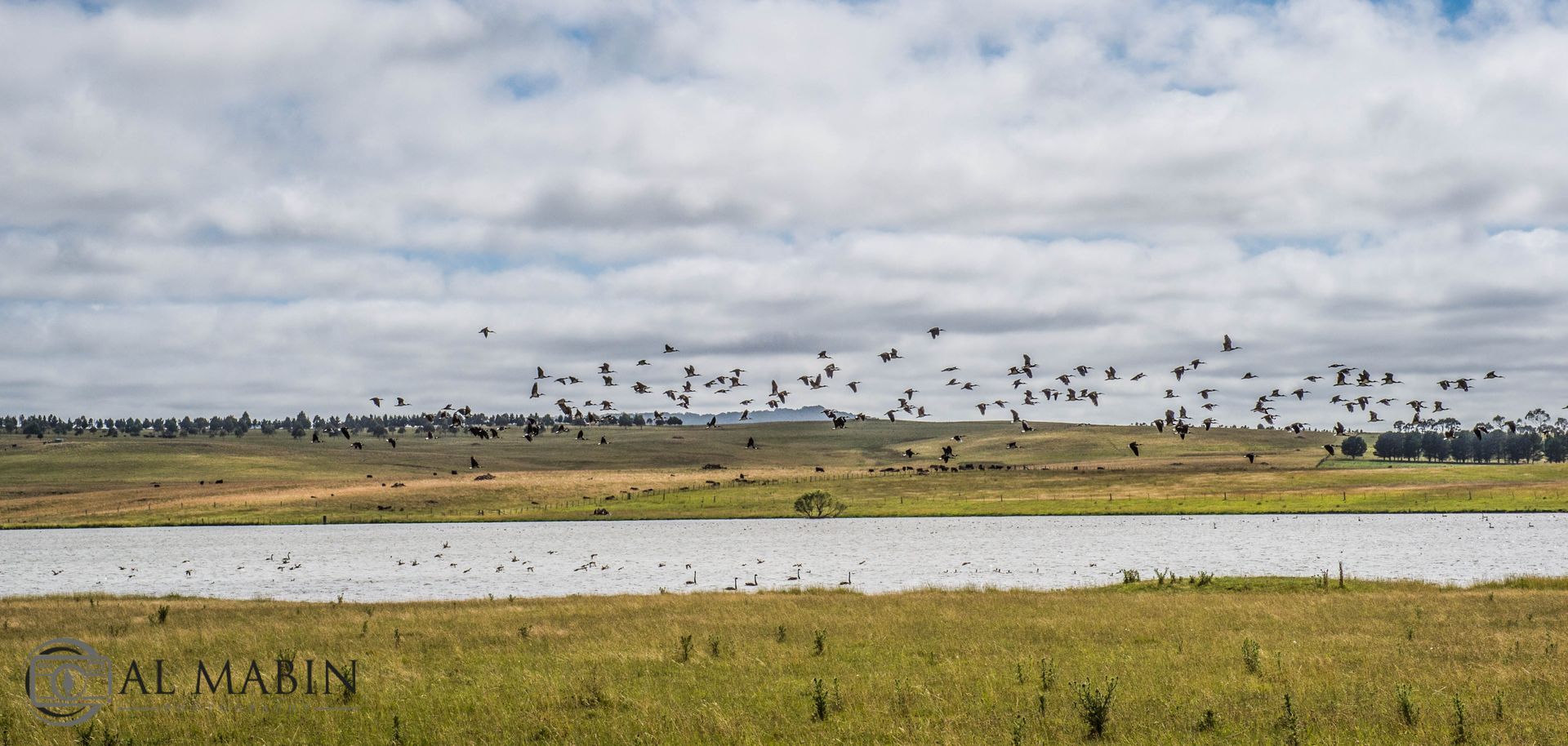 Bald Blair Angus Stud: Bull Sale Tuesday 5th August 2025