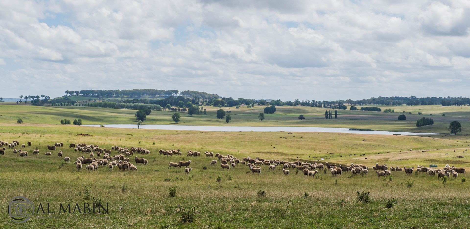 Bald Blair Angus Stud: Bull Sale Tuesday 5th August 2025