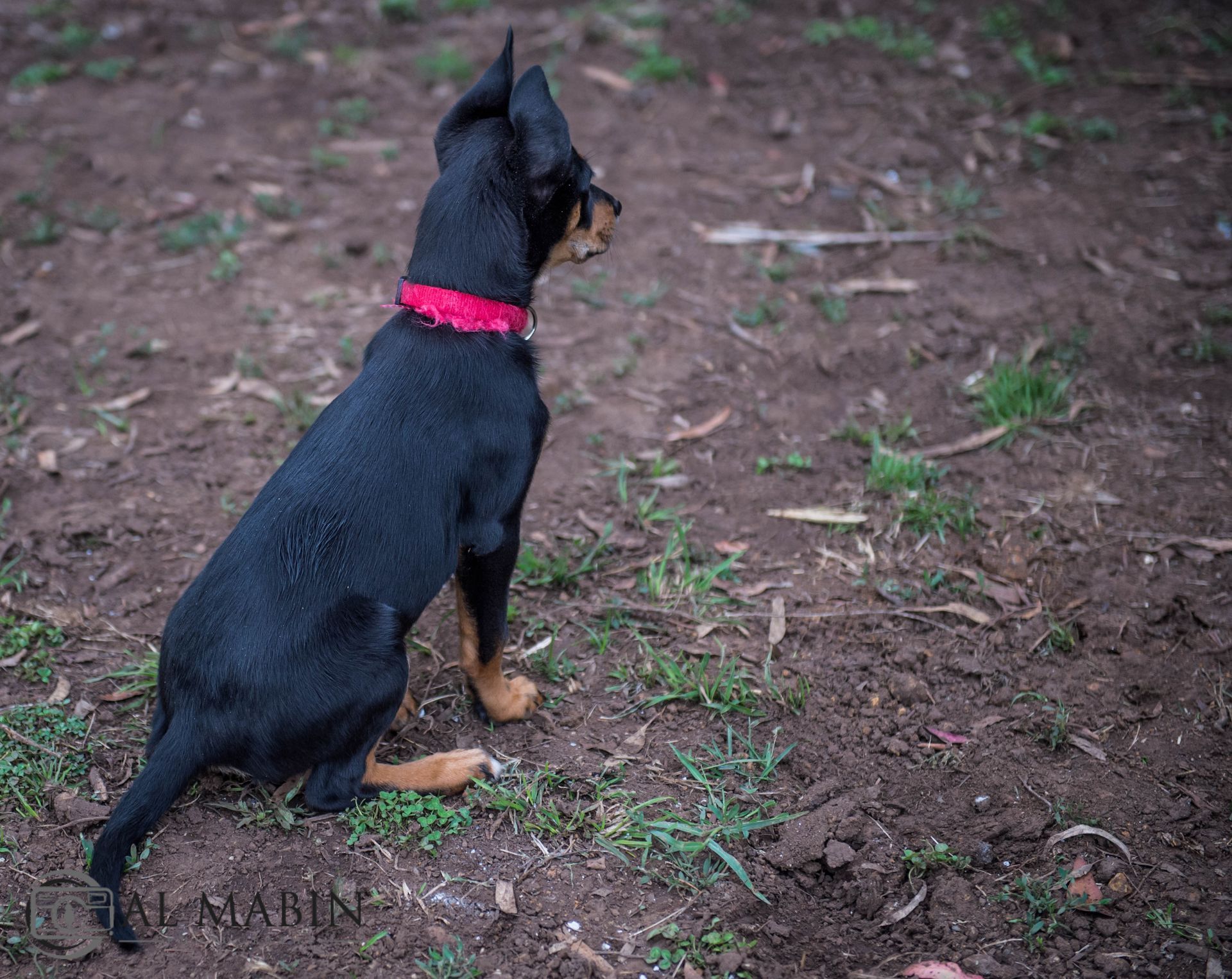 Bald Blair Angus Stud. Bull Sale Tuesday 5th August 2025.