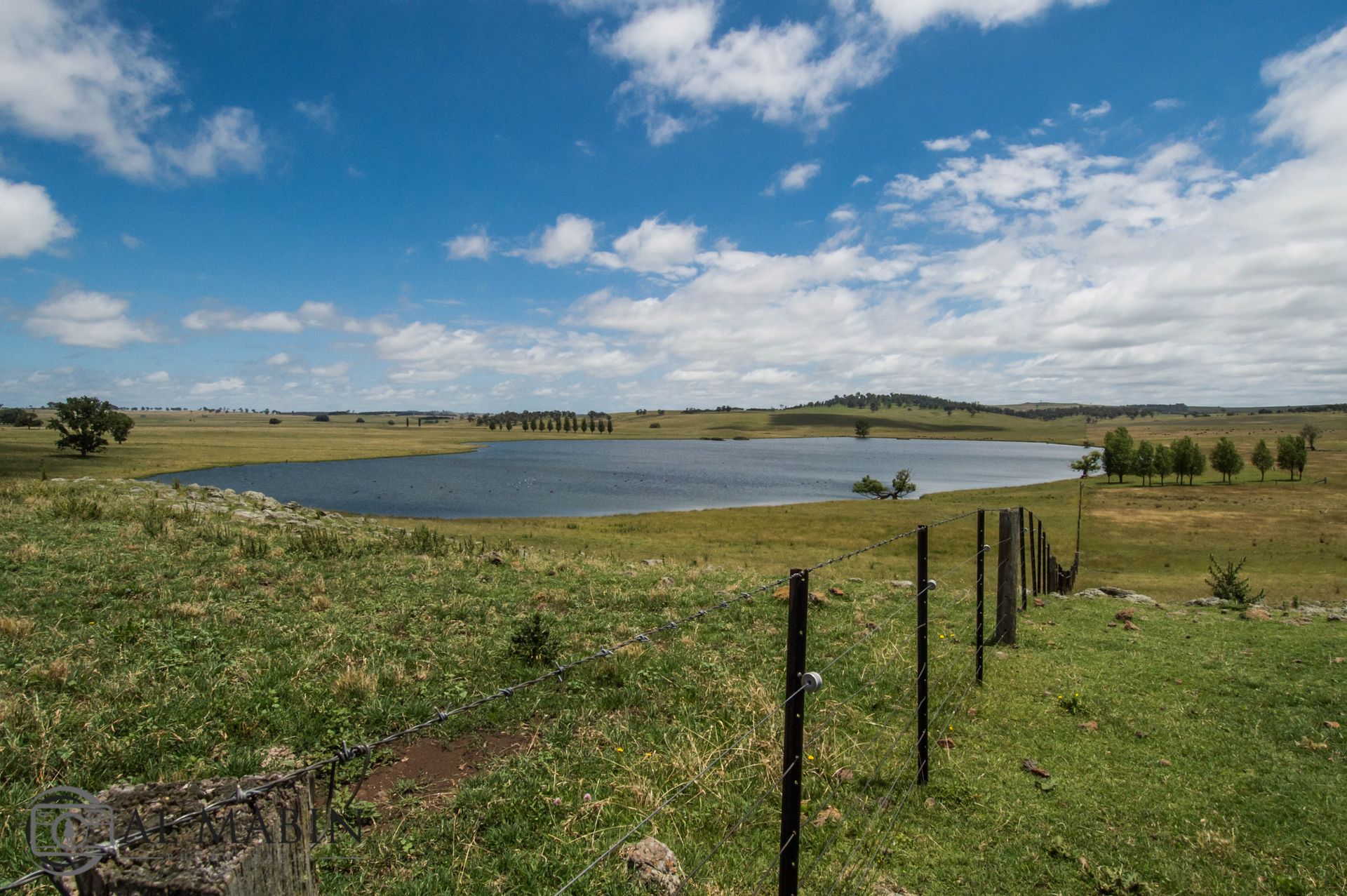 Bald Blair Angus Stud: Bull Sale Tuesday 5th August 2025