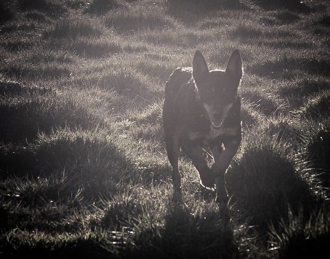 Bald Blair Angus Stud. Bull Sale Tuesday 5th August 2025.