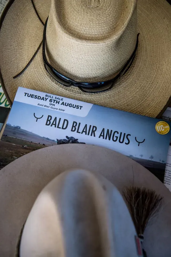 Bald Blair Angus